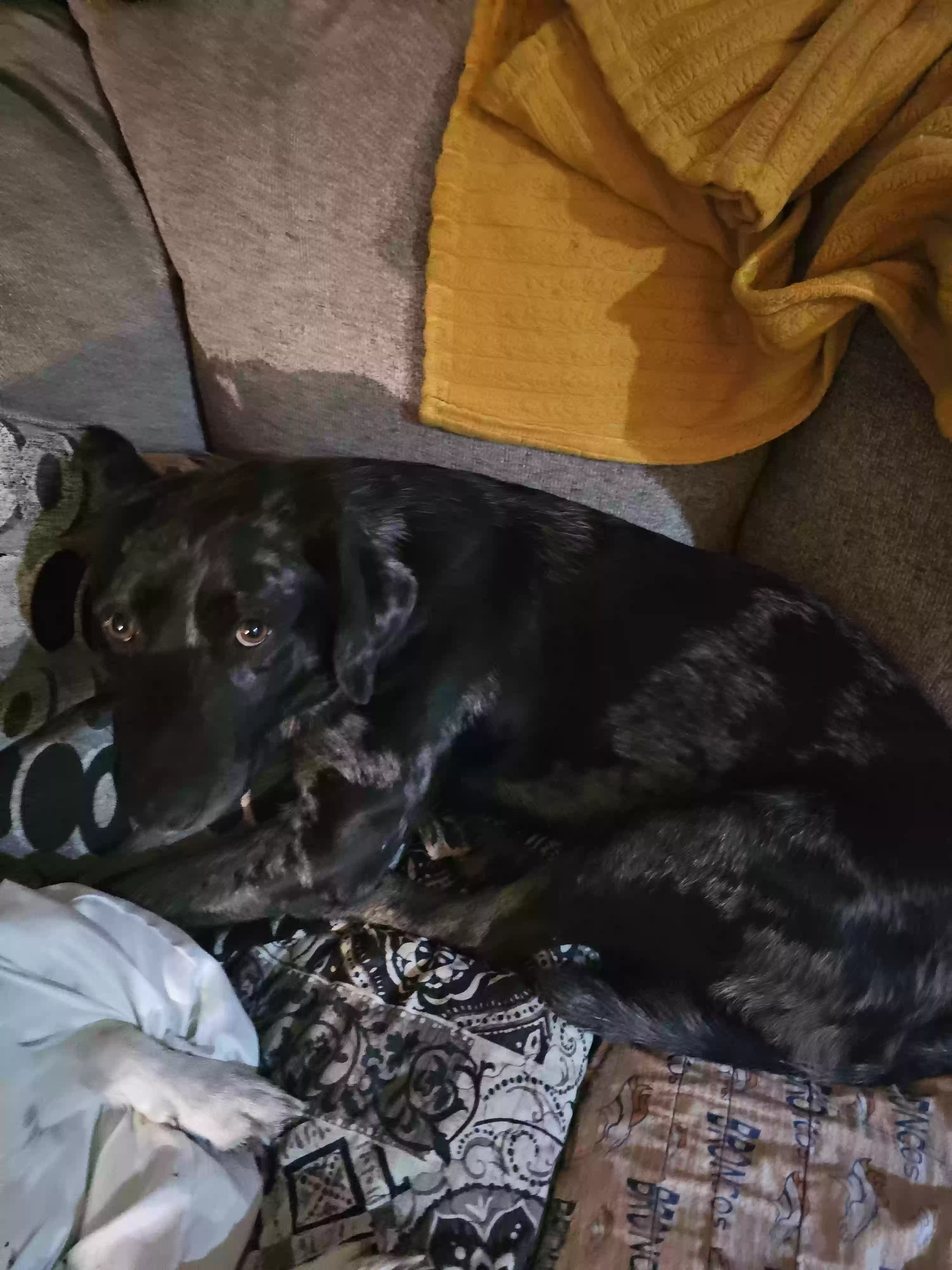 adoptable Dog in Floyd,VA named Lincoln