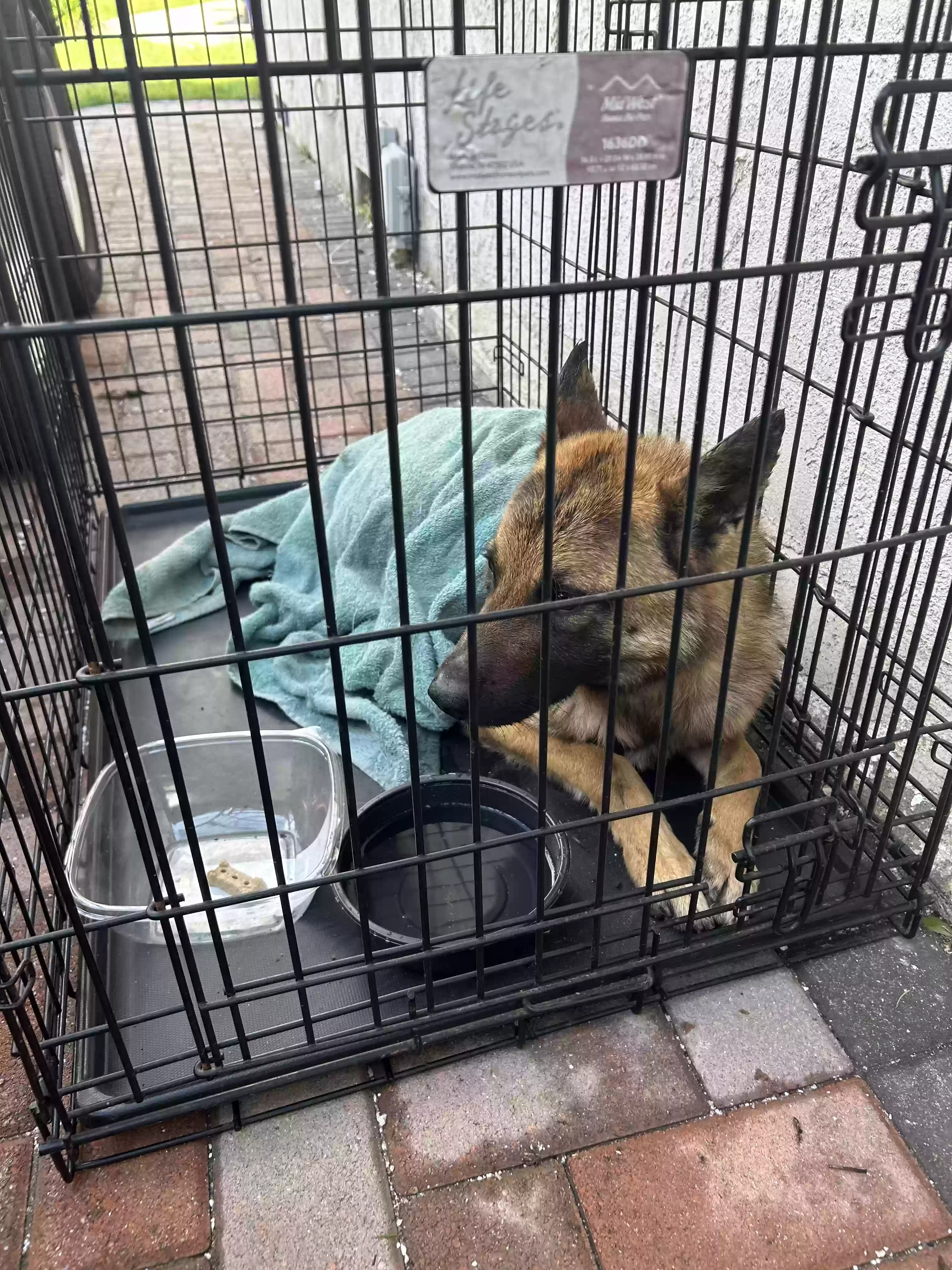 adoptable Dog in San Bernardino,CA named Unknown