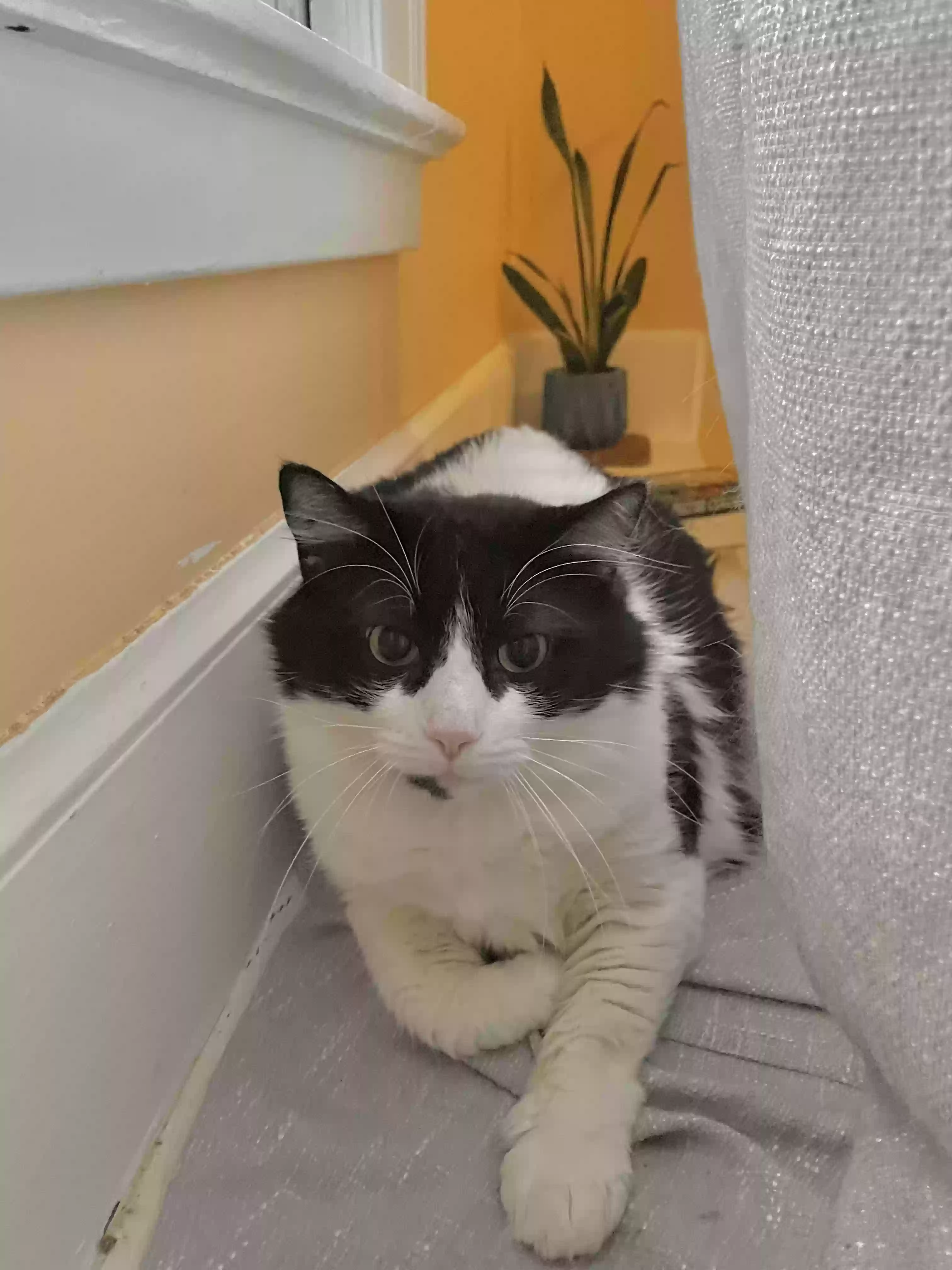 adoptable Cat in Norwich,CT named Zamora aka Mora