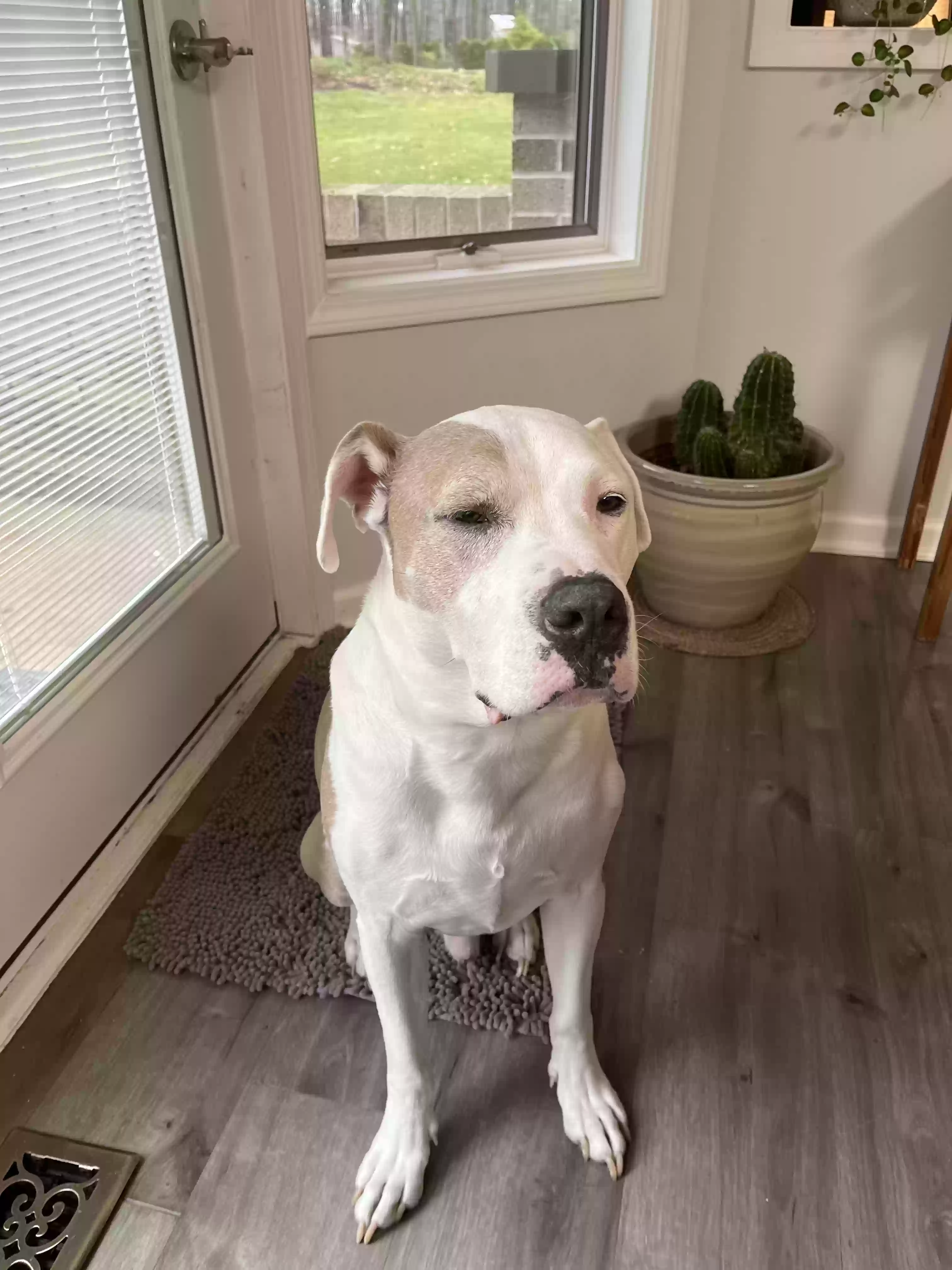 adoptable Dog in Rochester,NY named Raggs