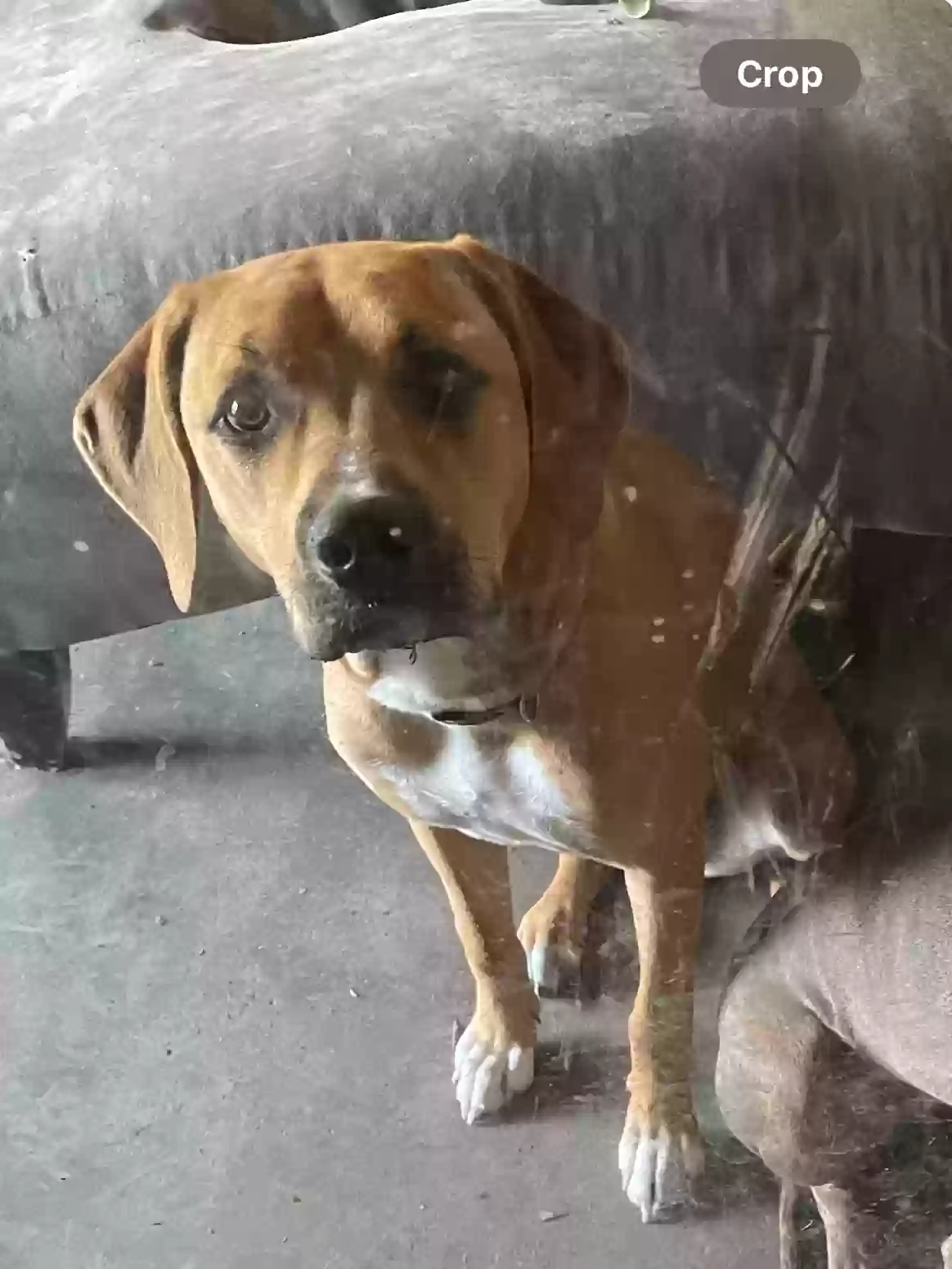 adoptable Dog in New Iberia,LA named Nyla