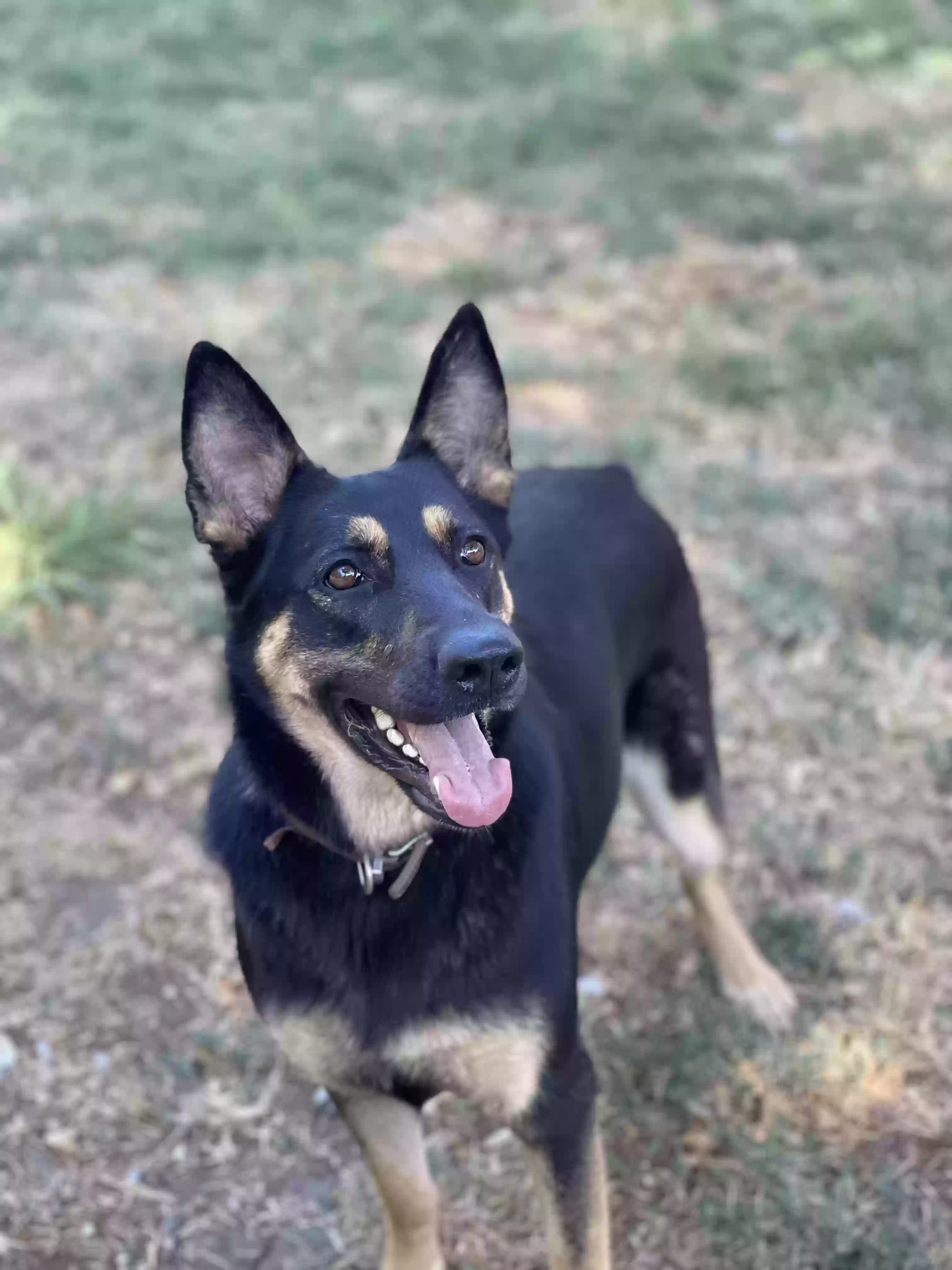 adoptable Dog in Terrell,TX named Luna