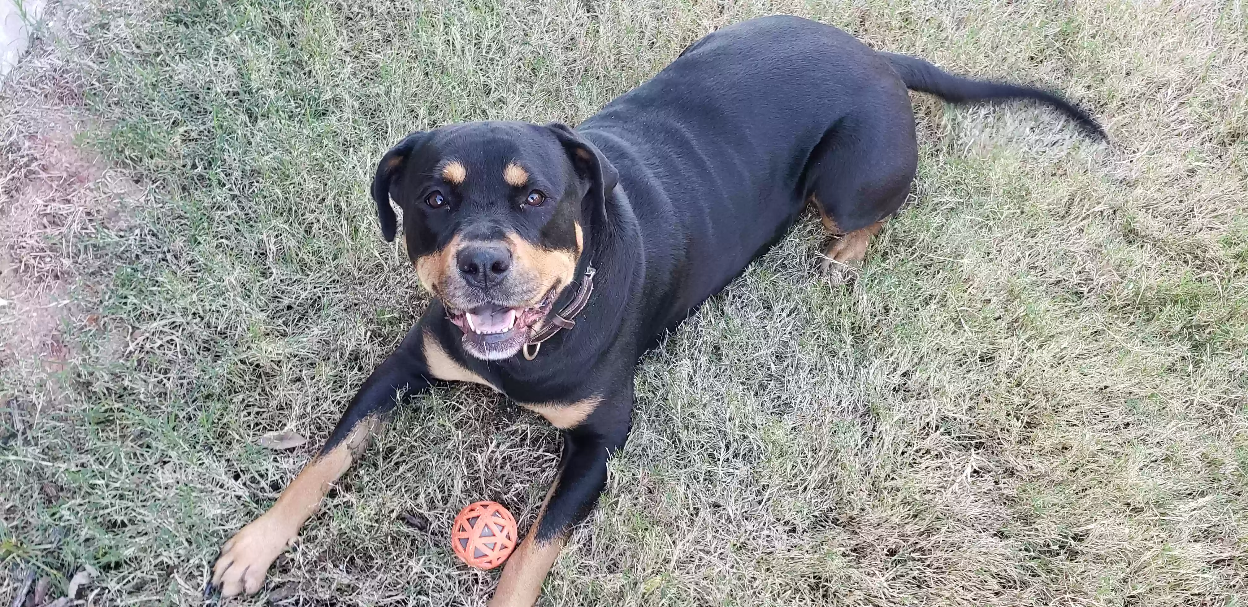 adoptable Dog in Rockwall,TX named Roxie