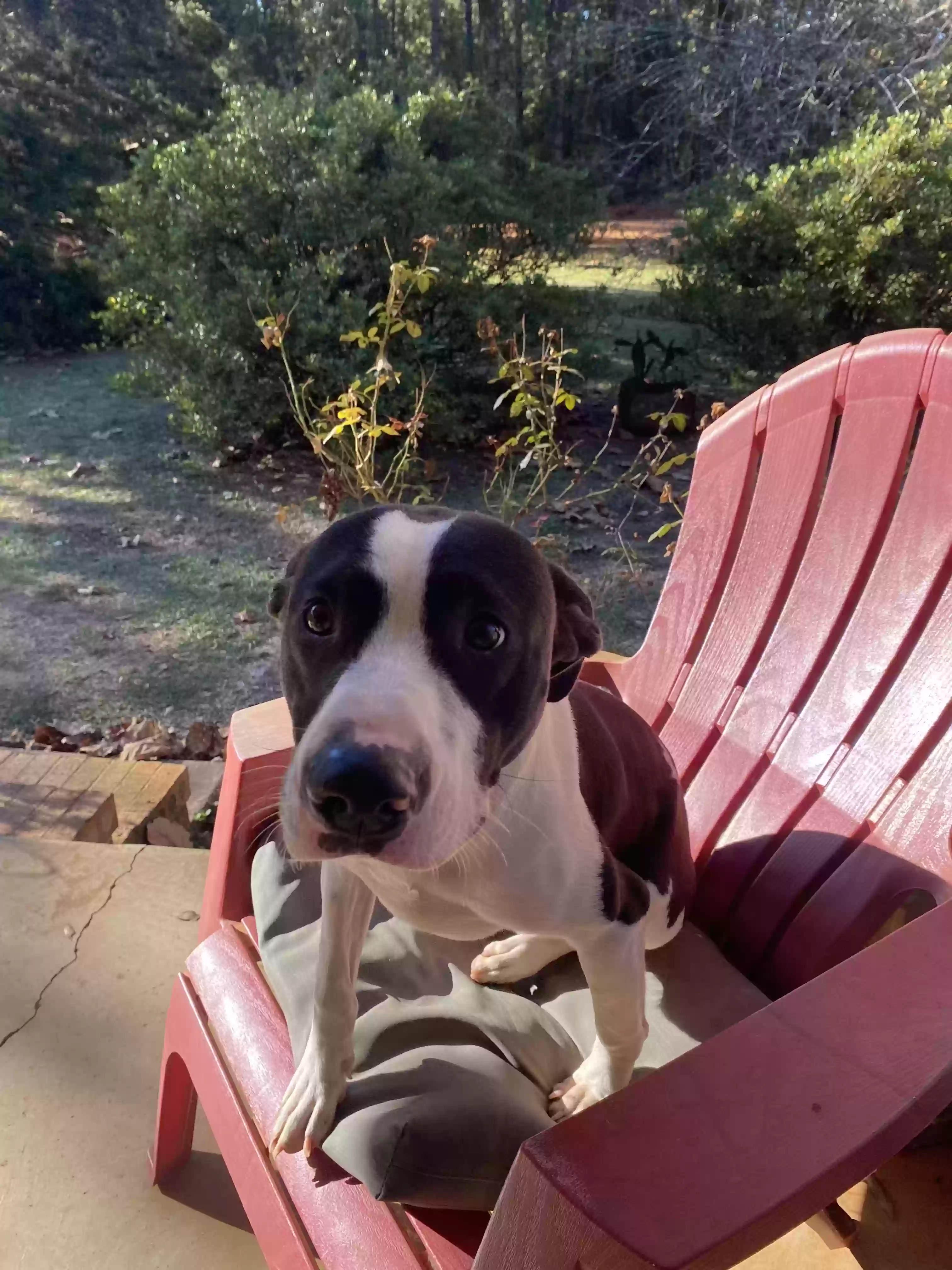 adoptable Dog in Monroeville,AL named Scoop