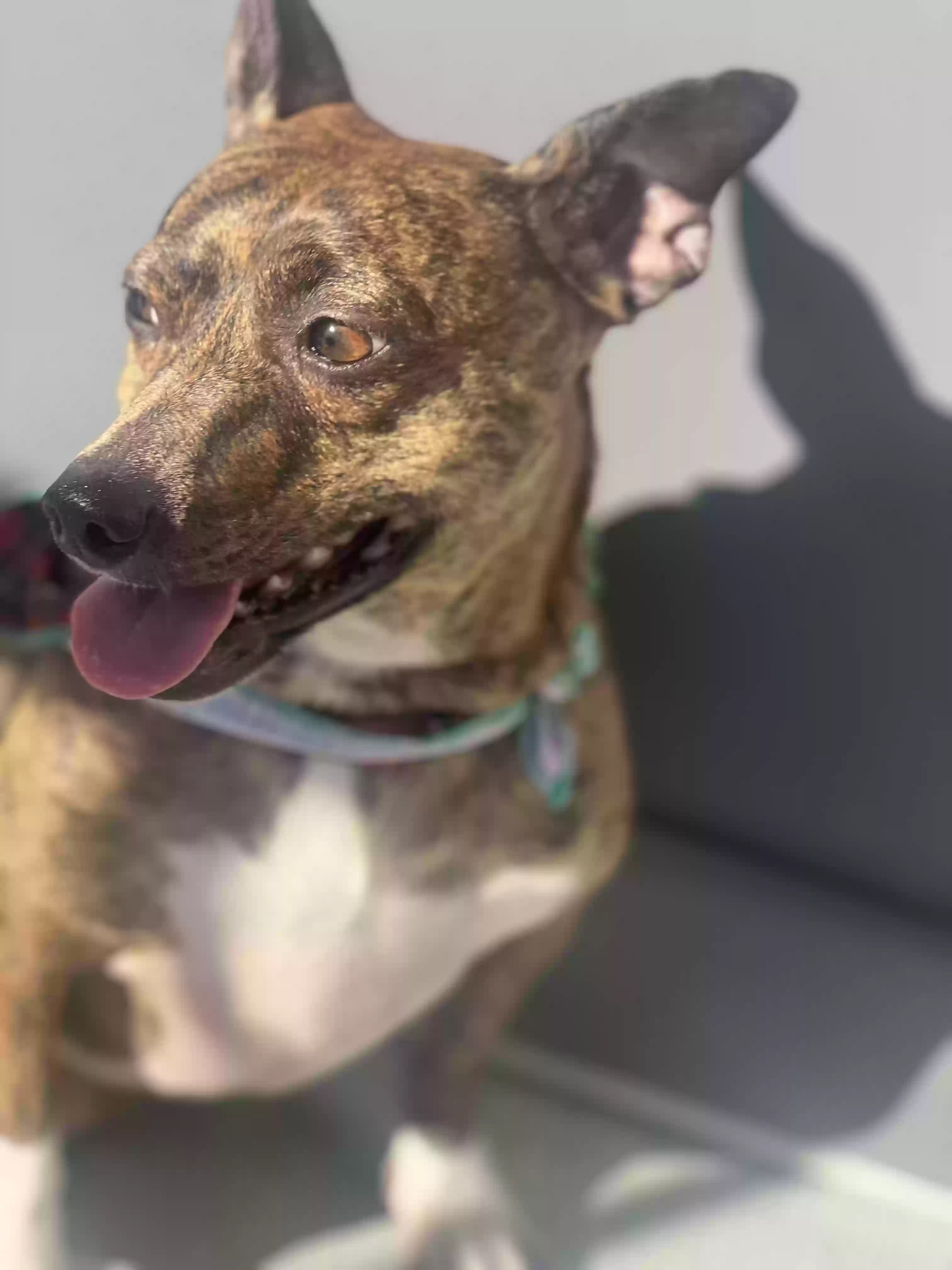 adoptable Dog in Orlando,FL named Brownie
