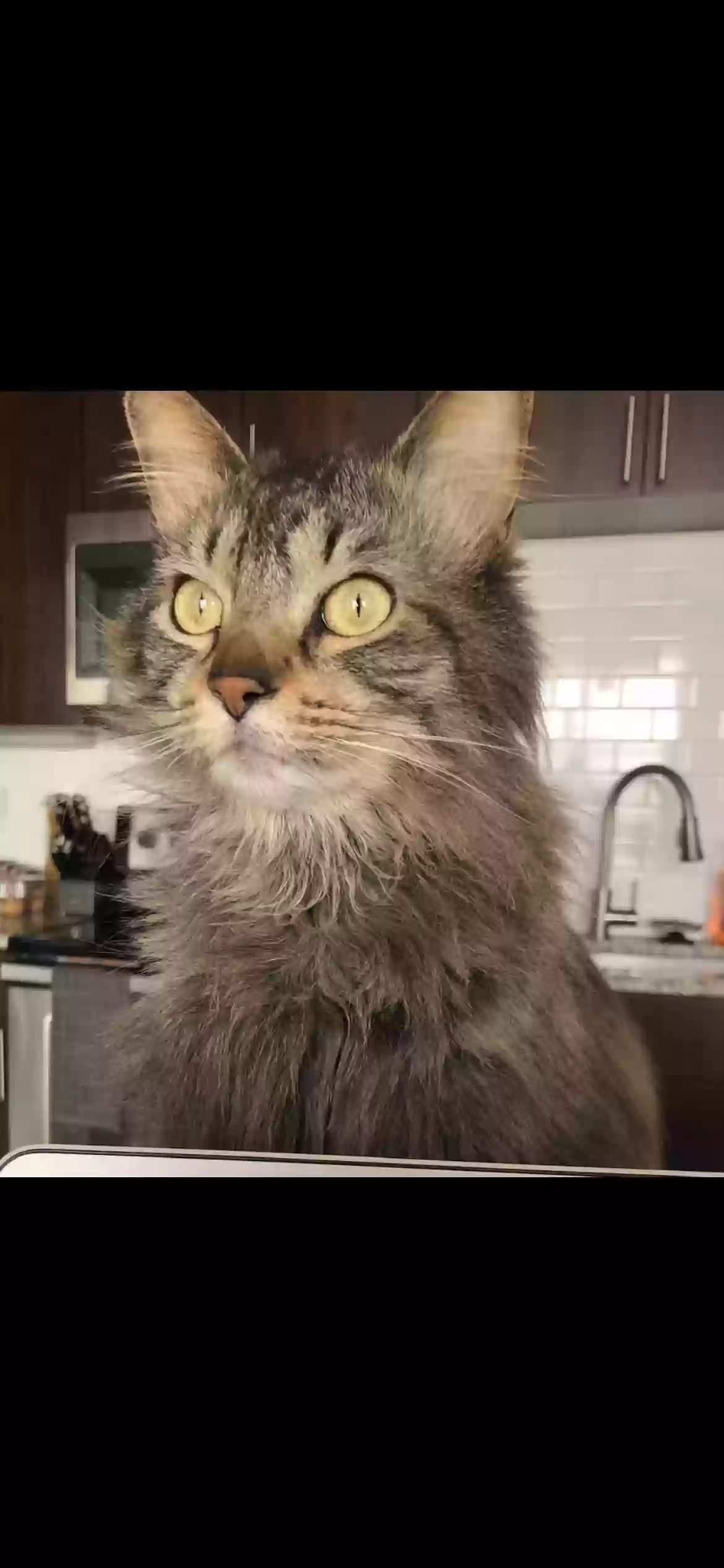 adoptable Cat in Denver,CO named Waffles