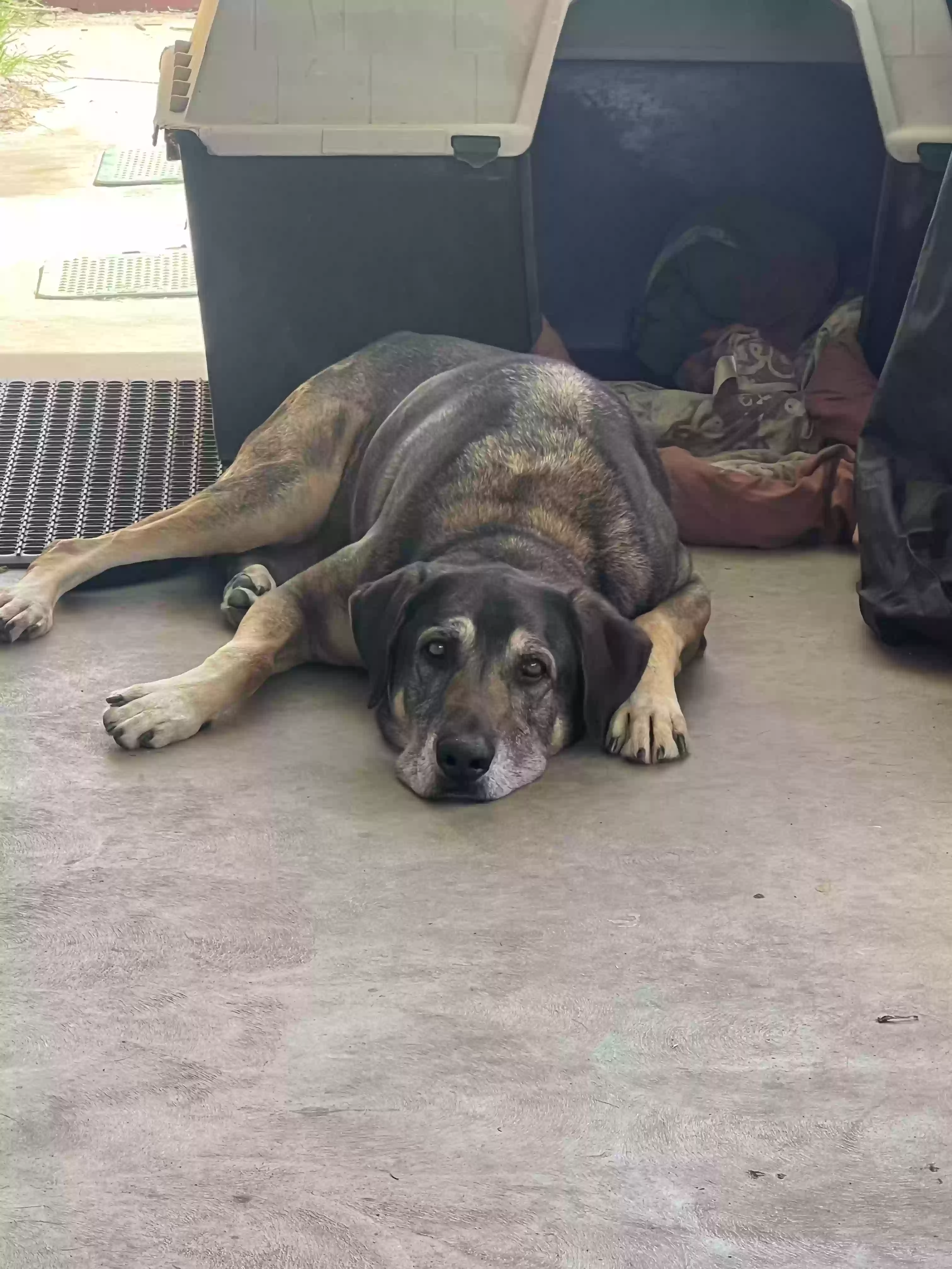 adoptable Dog in Nuevo,CA named Max