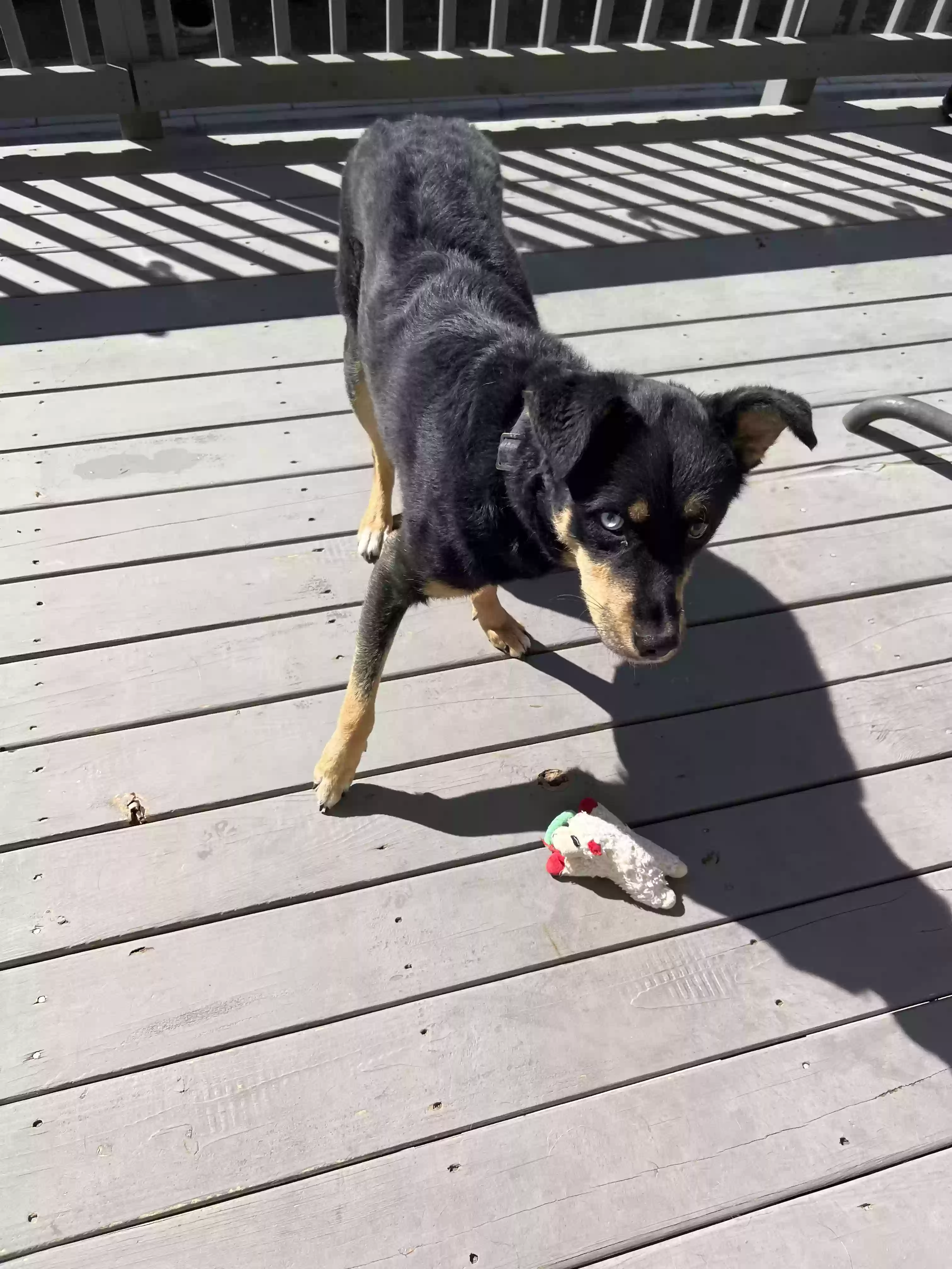 adoptable Dog in Duluth,GA named Jefe