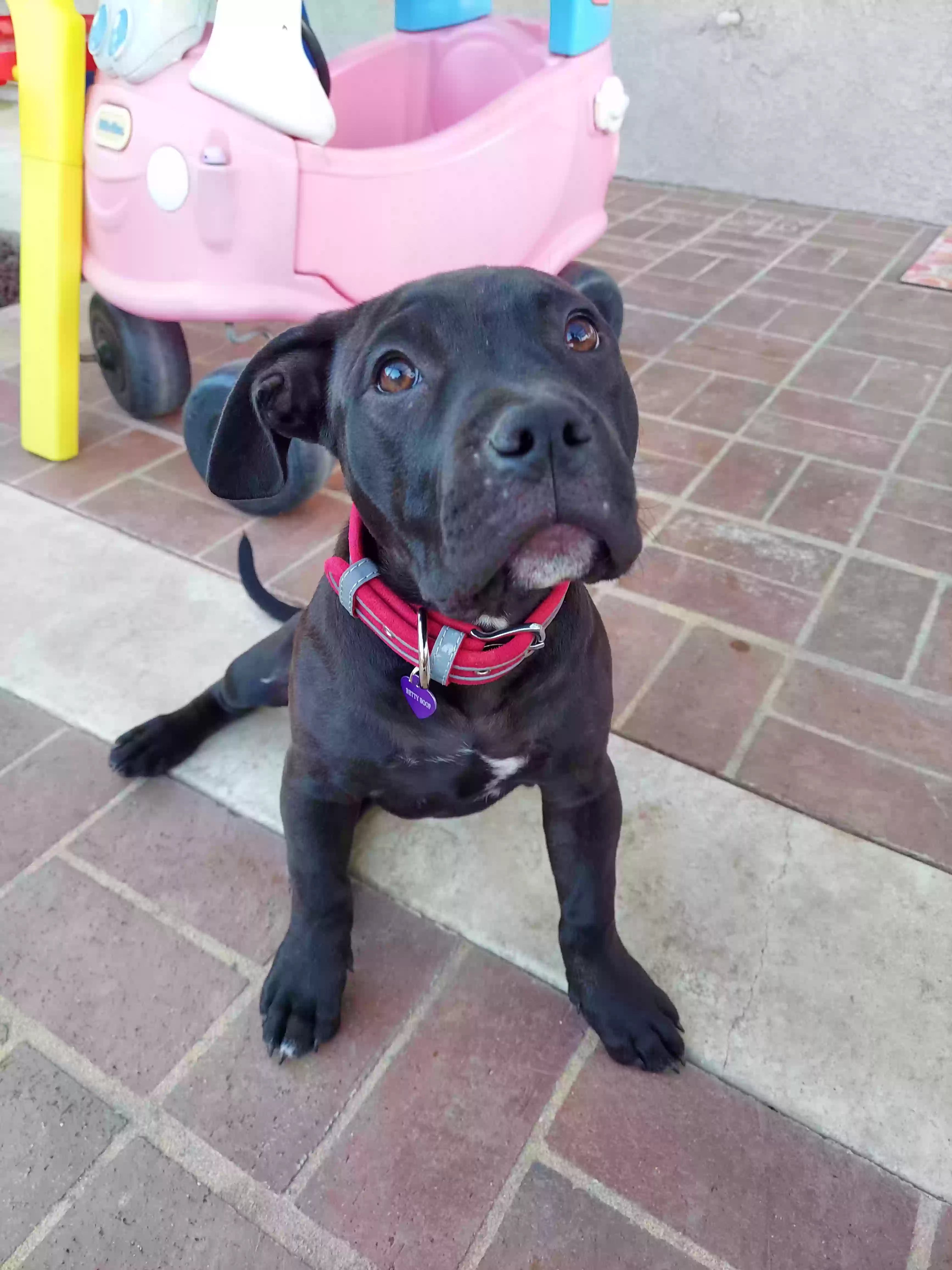 adoptable Dog in Corona,CA named 