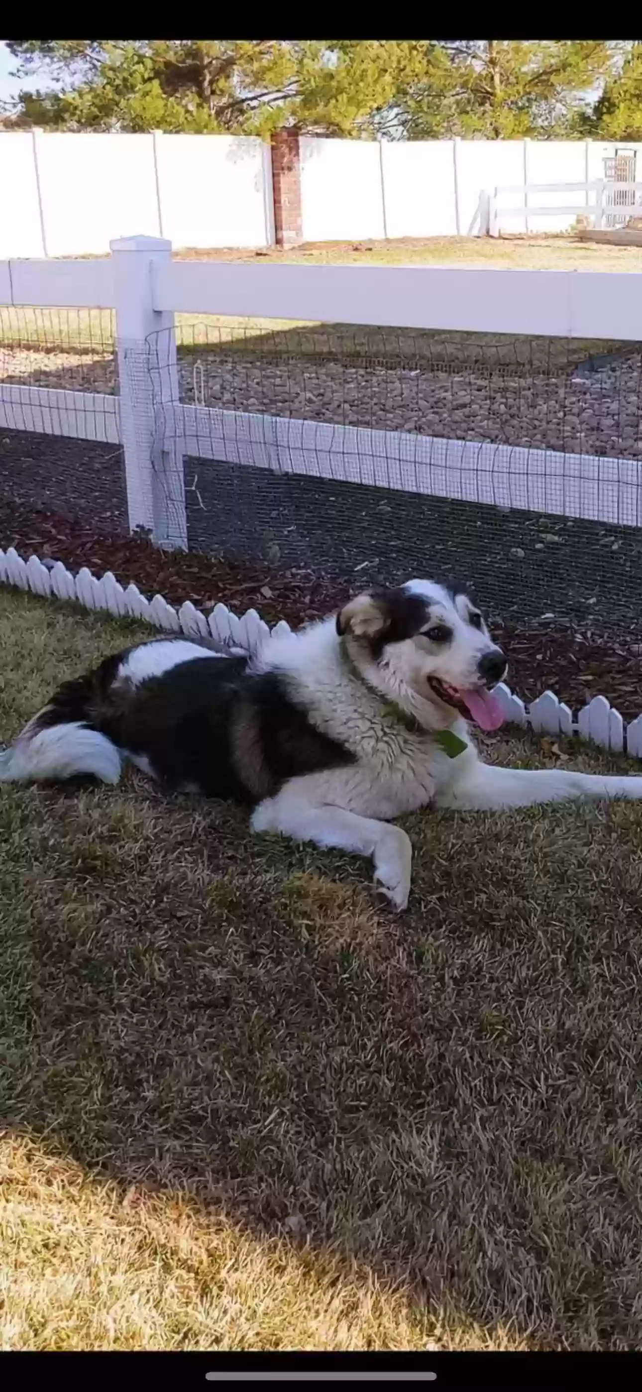 adoptable Dog in Loveland,CO named Diesel