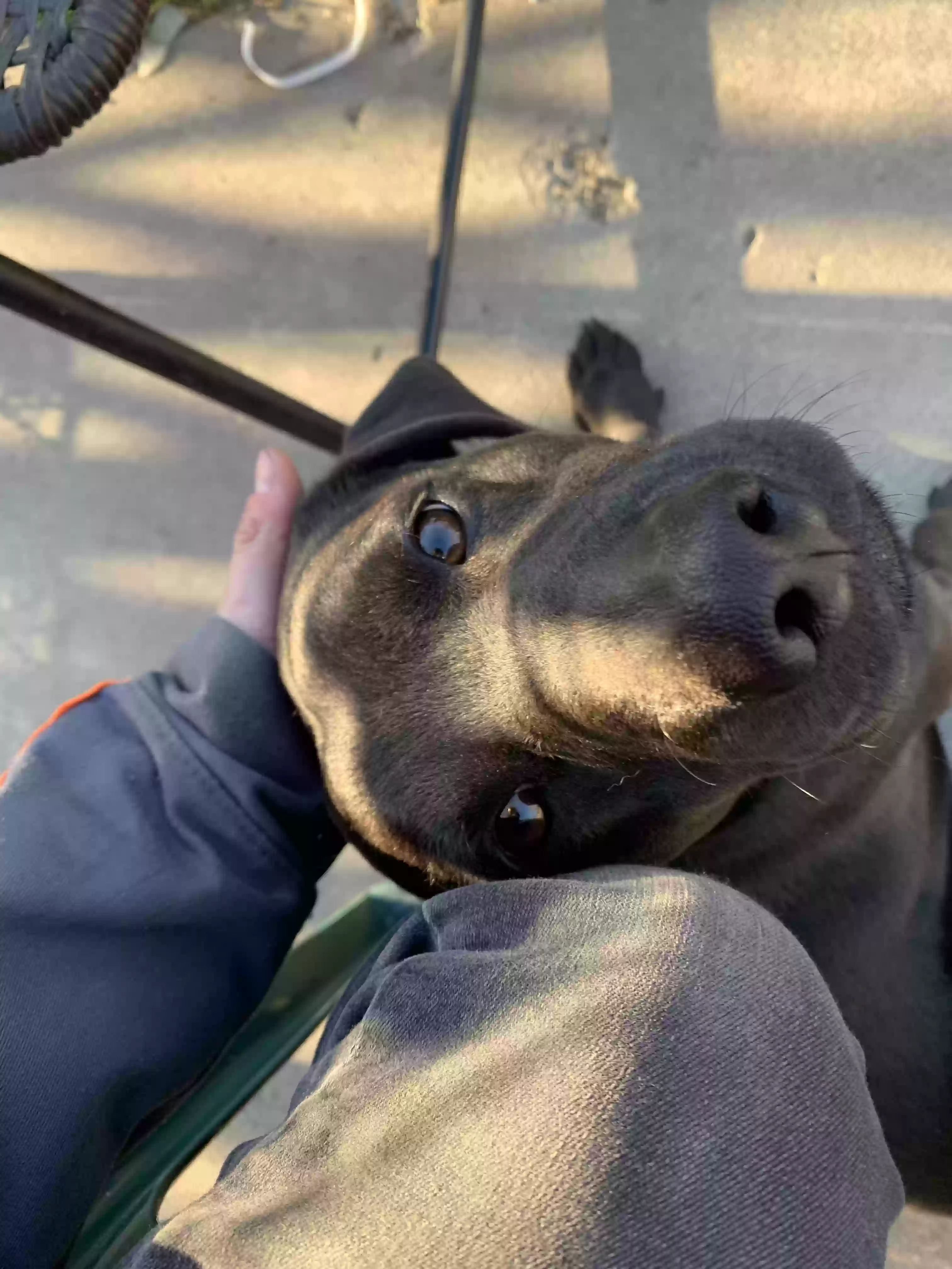 adoptable Dog in Moravia,NY named Frank