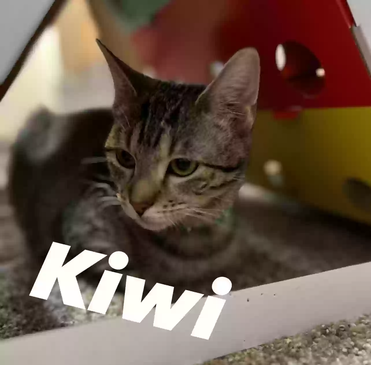 adoptable Cat in Springfield,MO named Kiwi