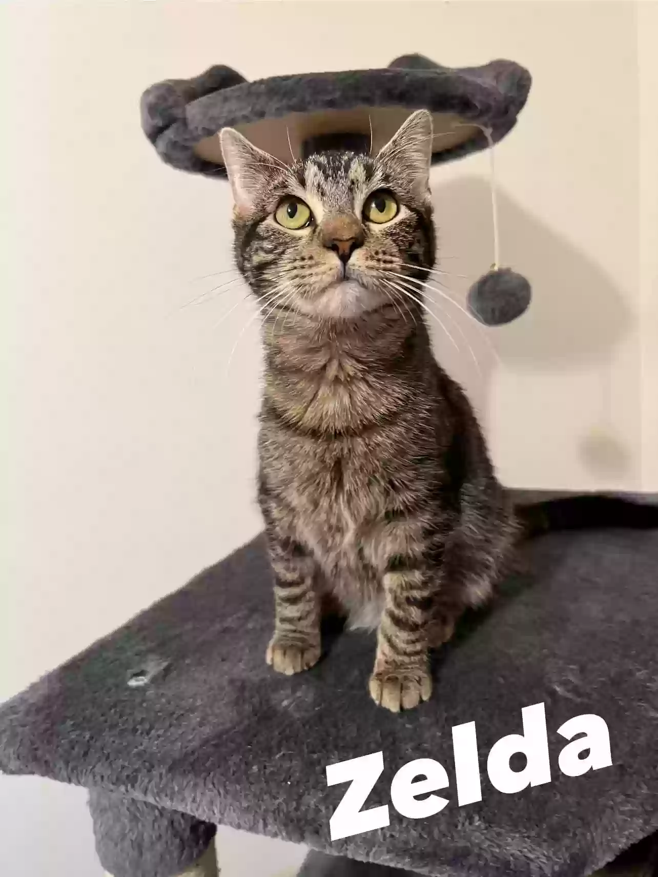 adoptable Cat in Springfield,MO named Zelda