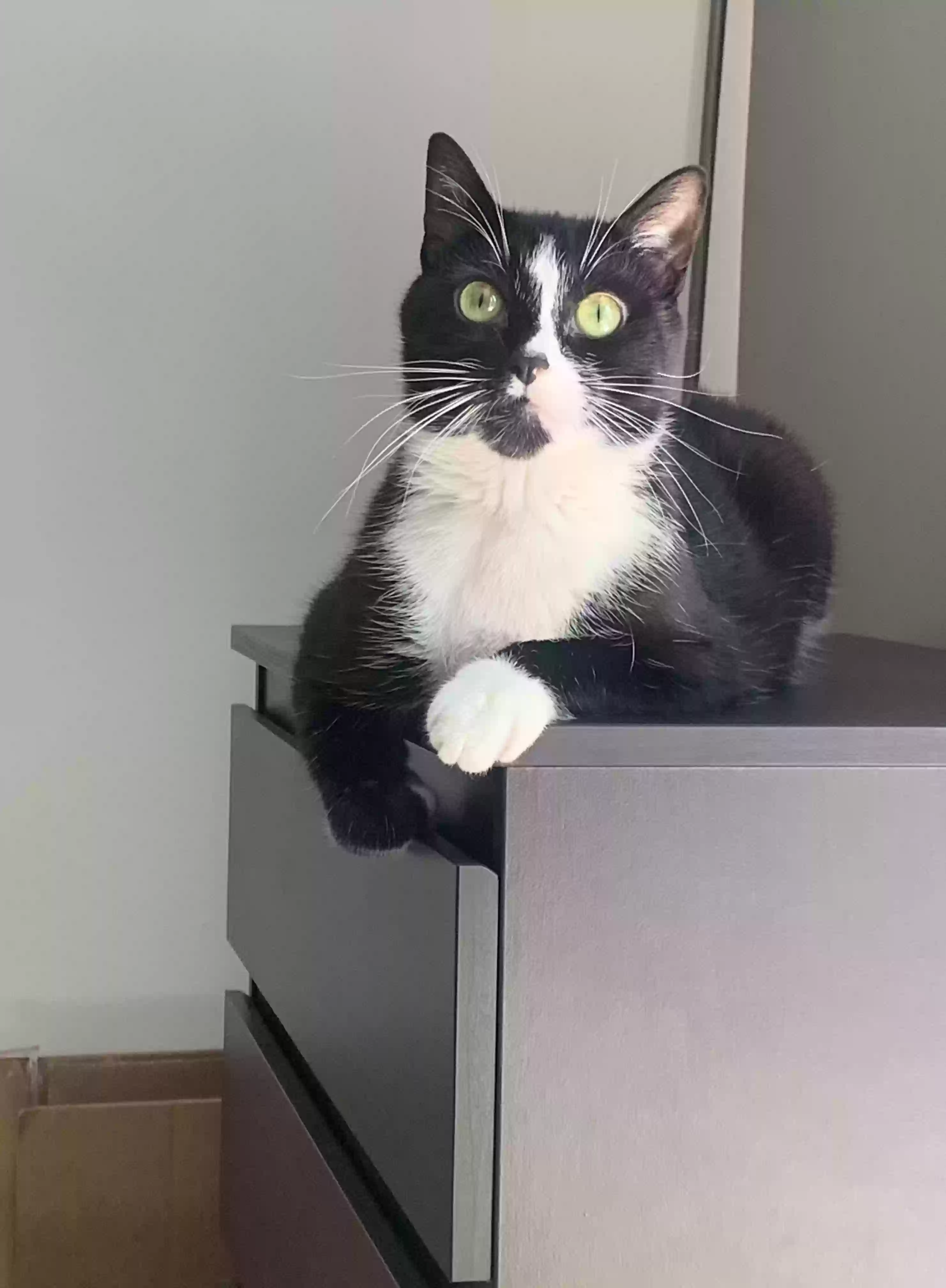 adoptable Cat in Ridgewood,NY named Luna