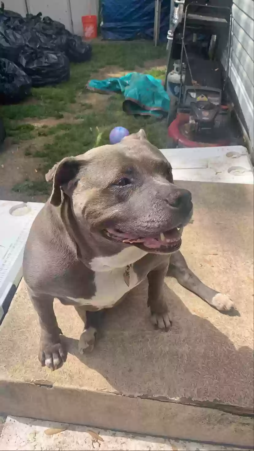 adoptable Dog in Royersford,PA named Tish