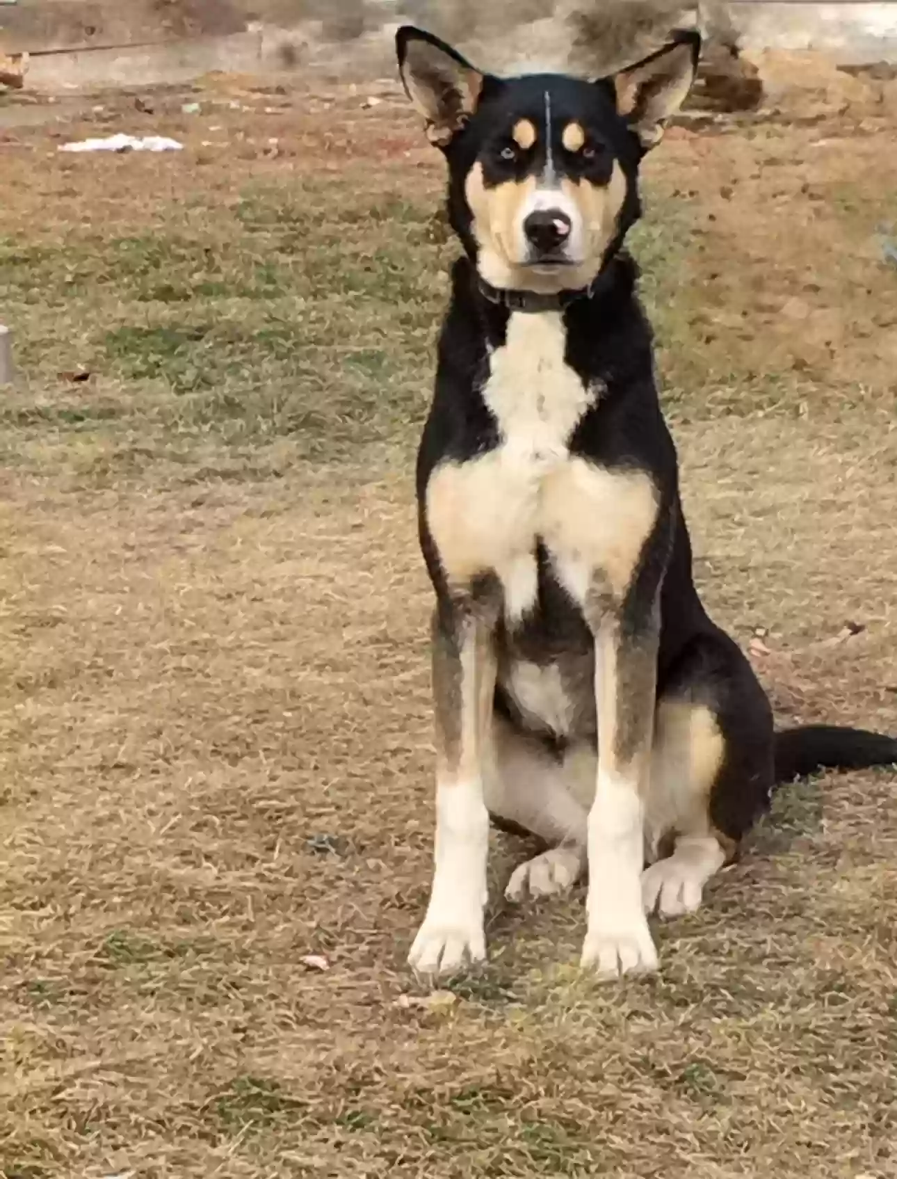 adoptable Dog in Williamsburg,IA named Zoey