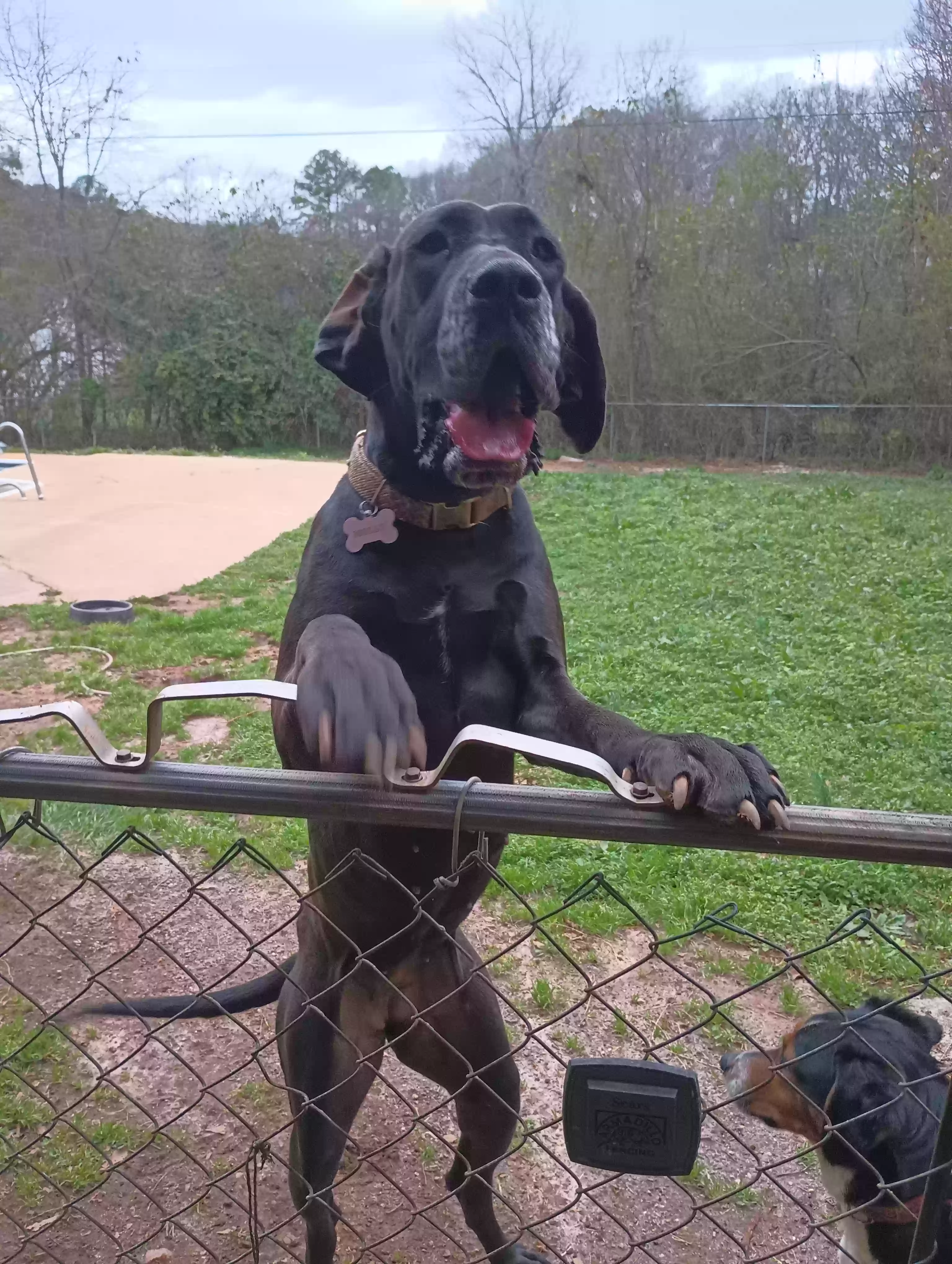 adoptable Dog in Anderson,SC named Molly
