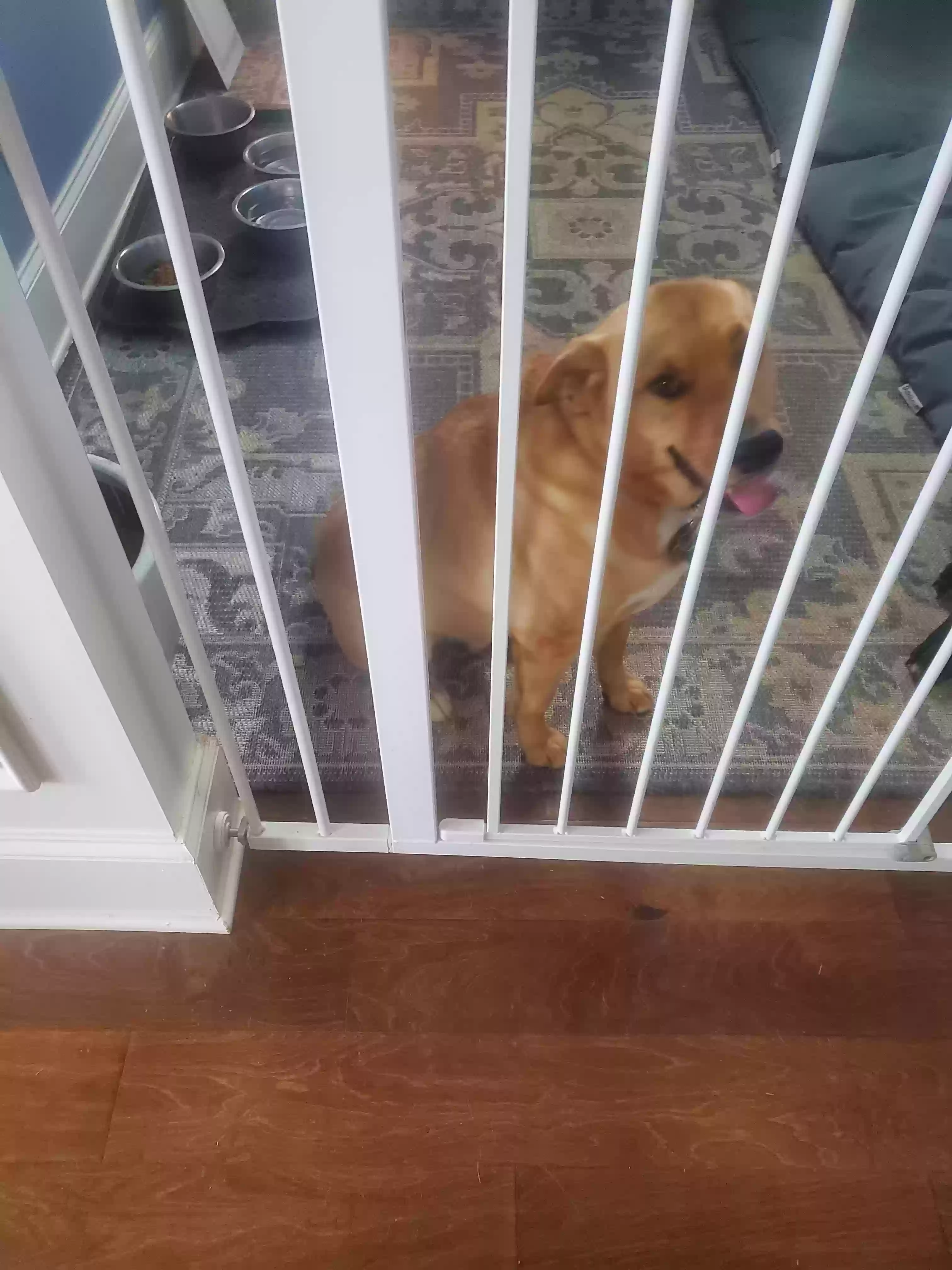 adoptable Dog in Dacula,GA named Halo