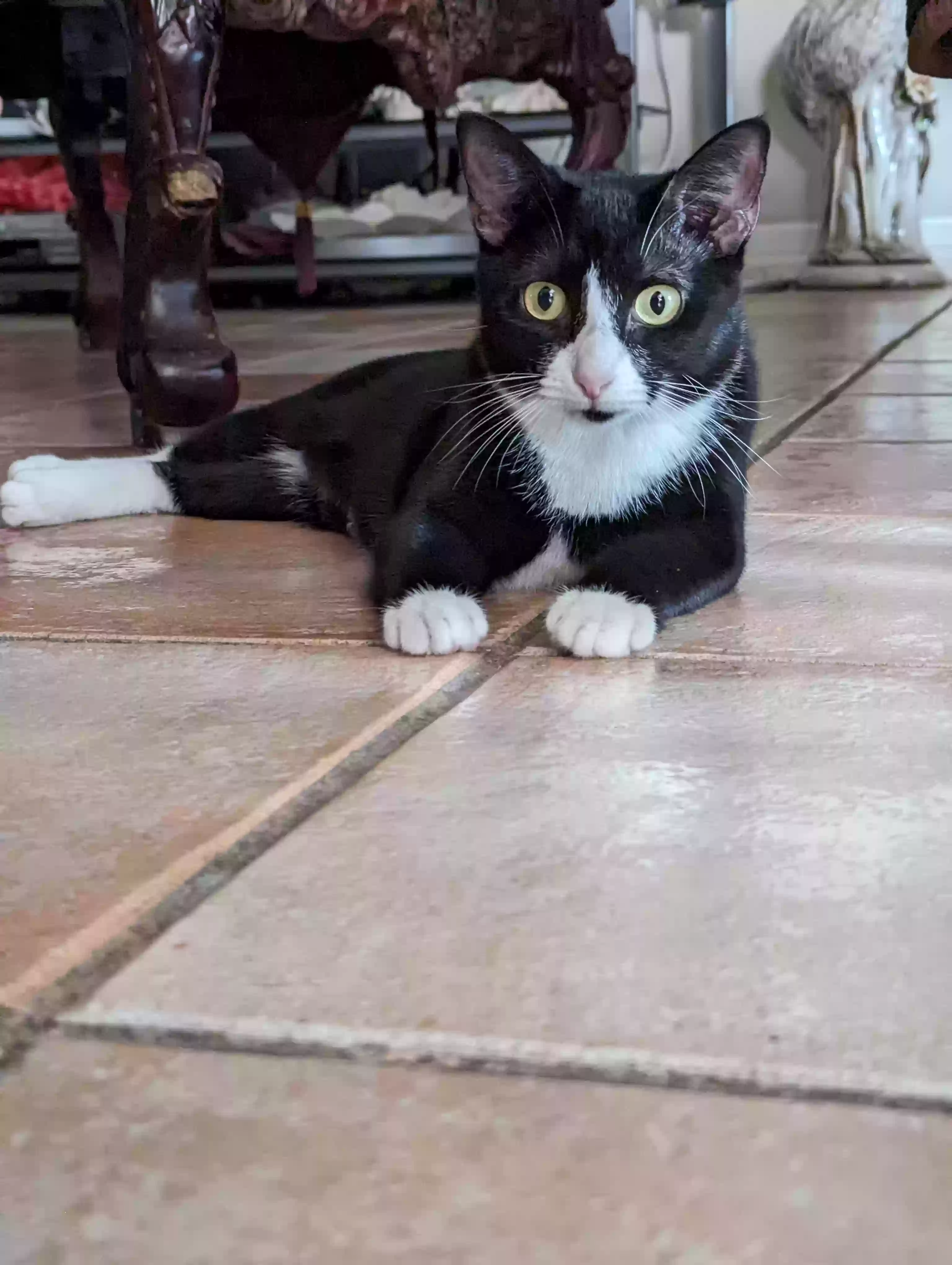 adoptable Cat in Houston,TX named Furosha