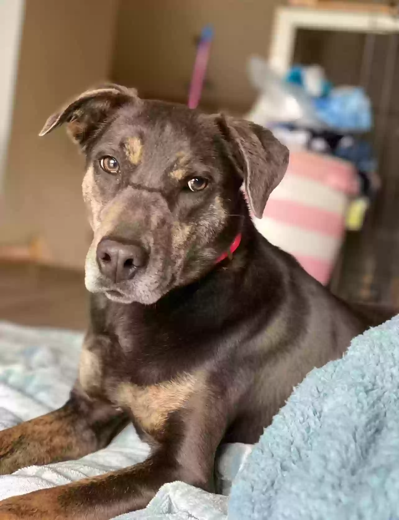 adoptable Dog in Grimes,IA named Nellie