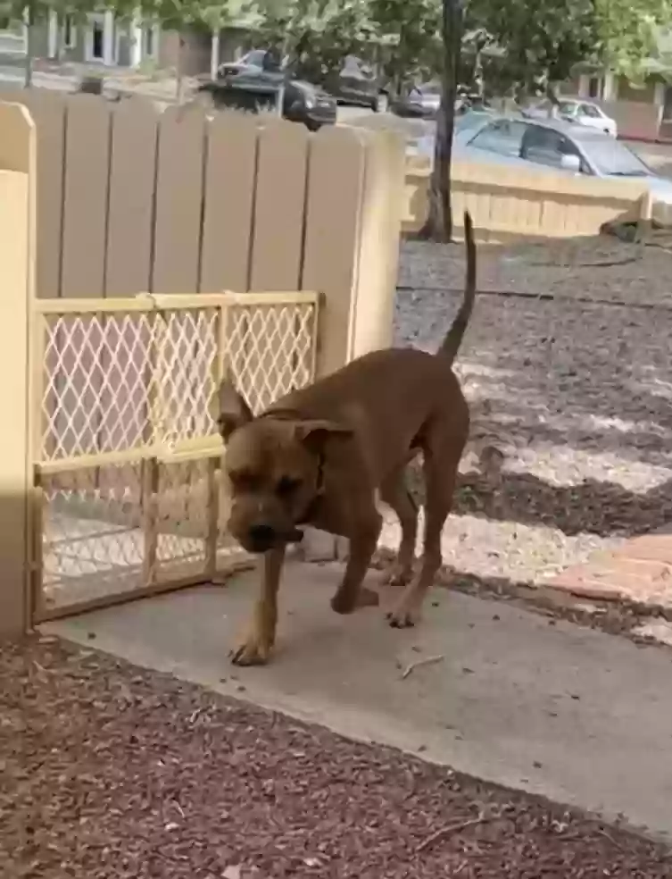 adoptable Dog in Albuquerque,NM named Ozzy