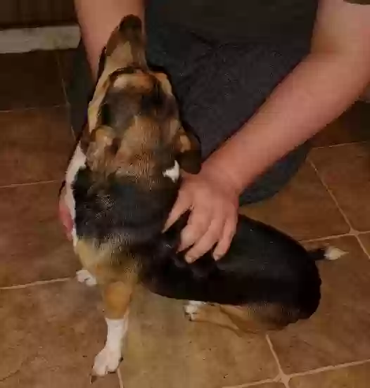 adoptable Dog in Hinesville,GA named Sven