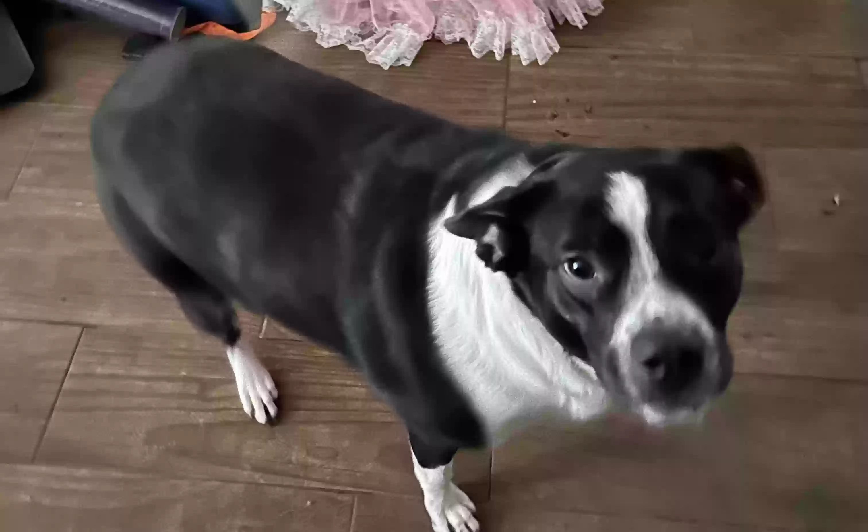 adoptable Dog in Killeen,TX named Poppy