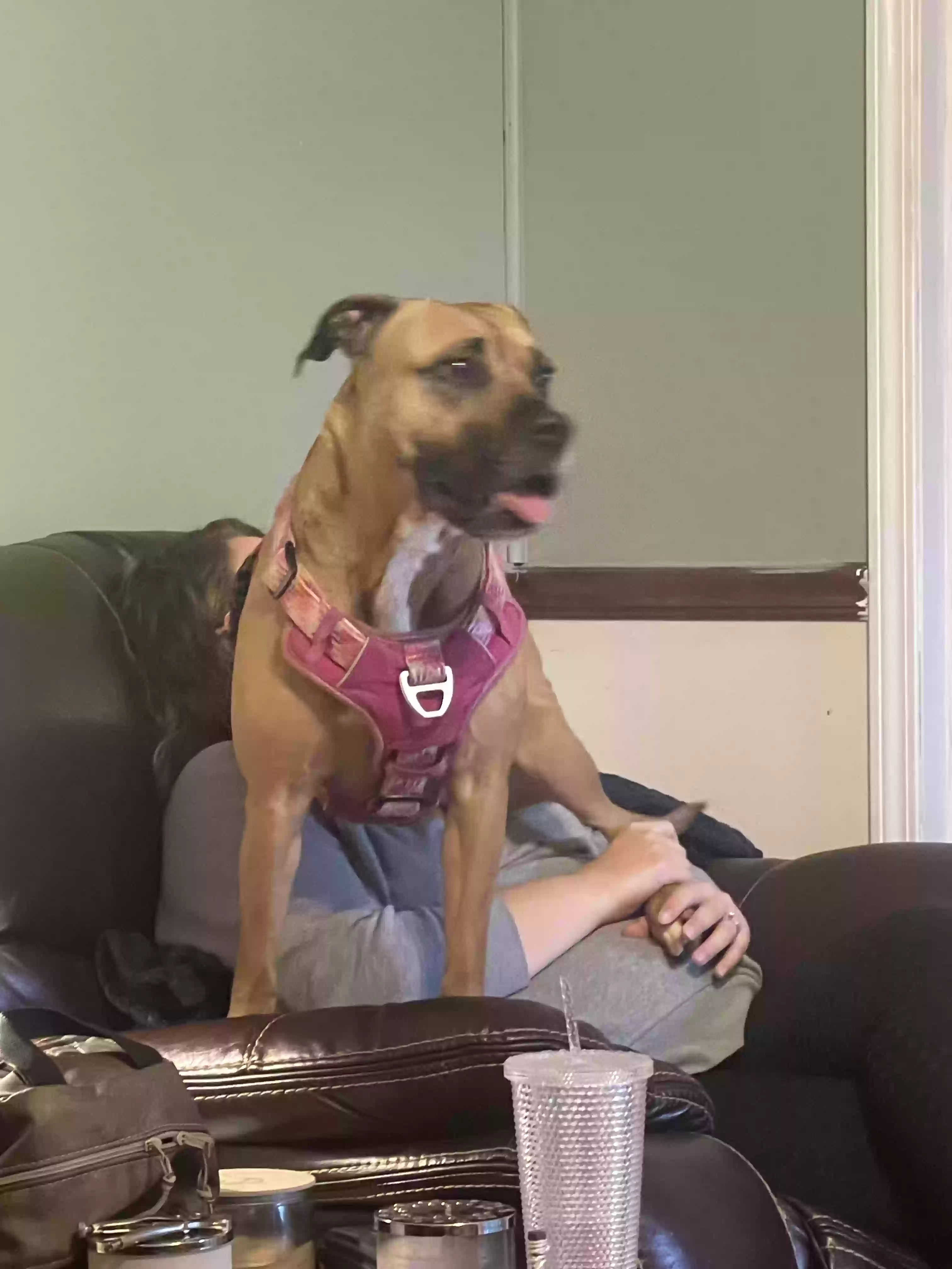 adoptable Dog in Sheffield,AL named Mercy
