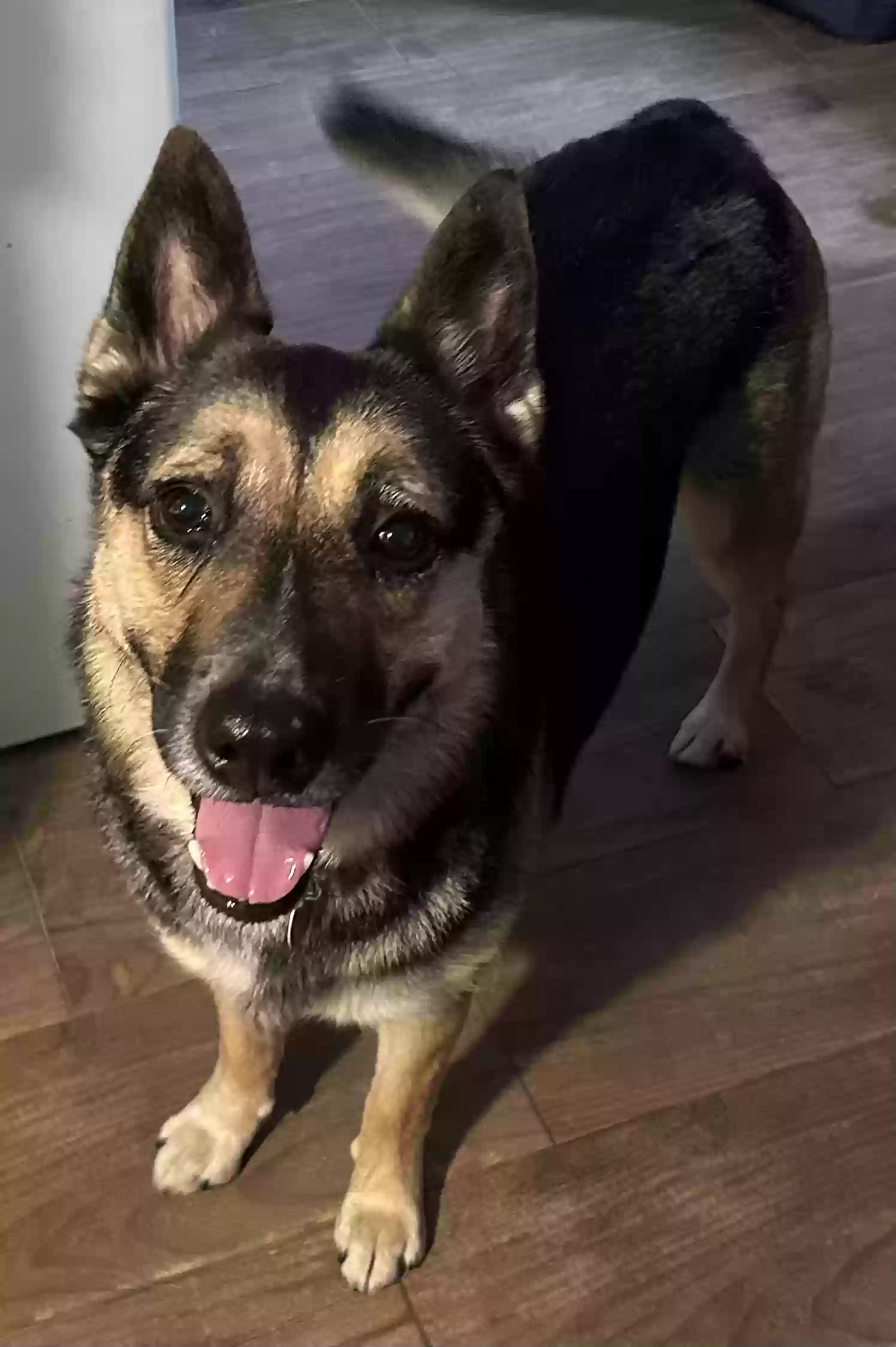 adoptable Dog in Killeen,TX named Heidi