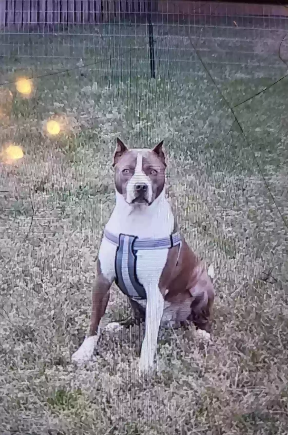 adoptable Dog in Jonesboro,GA named American Pitbull