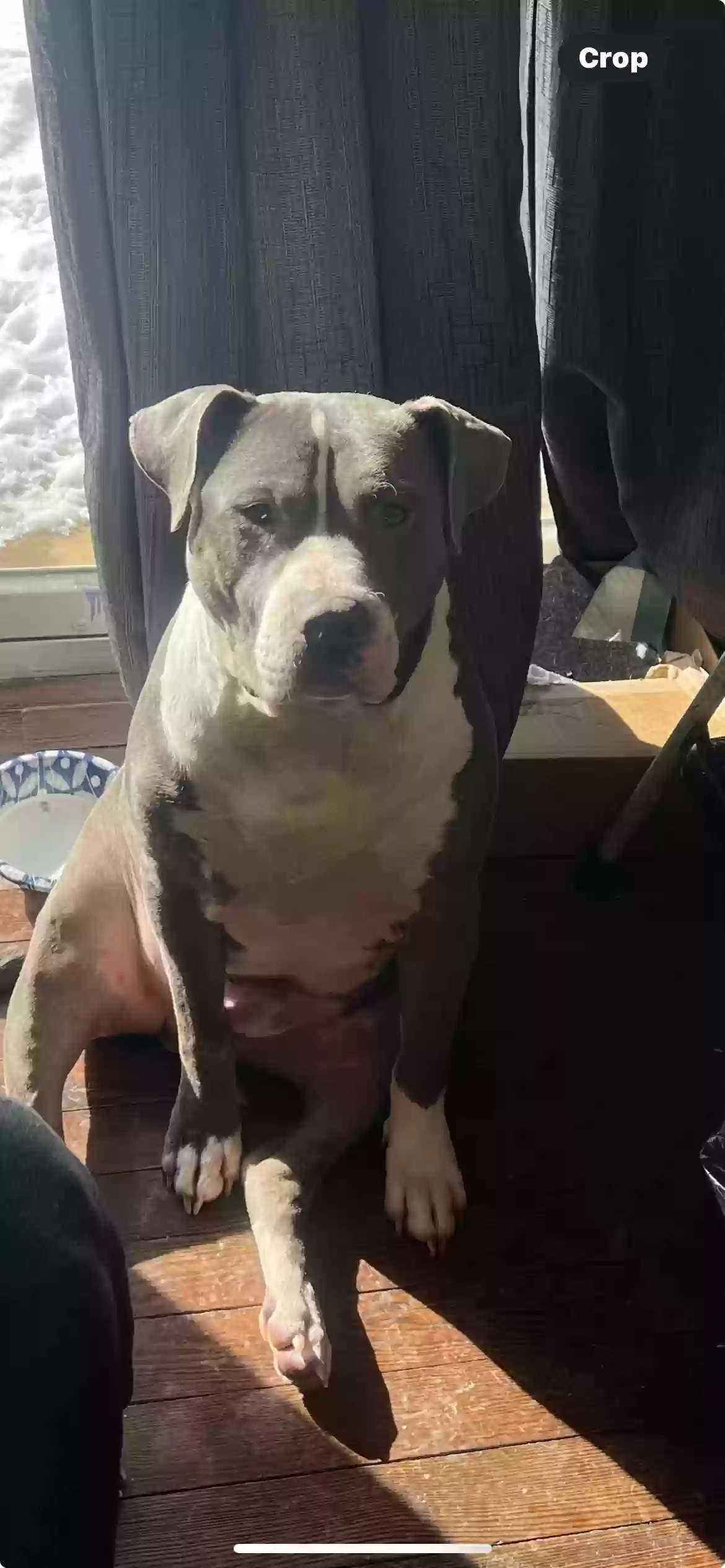 adoptable Dog in West Deptford,NJ named Kenzo