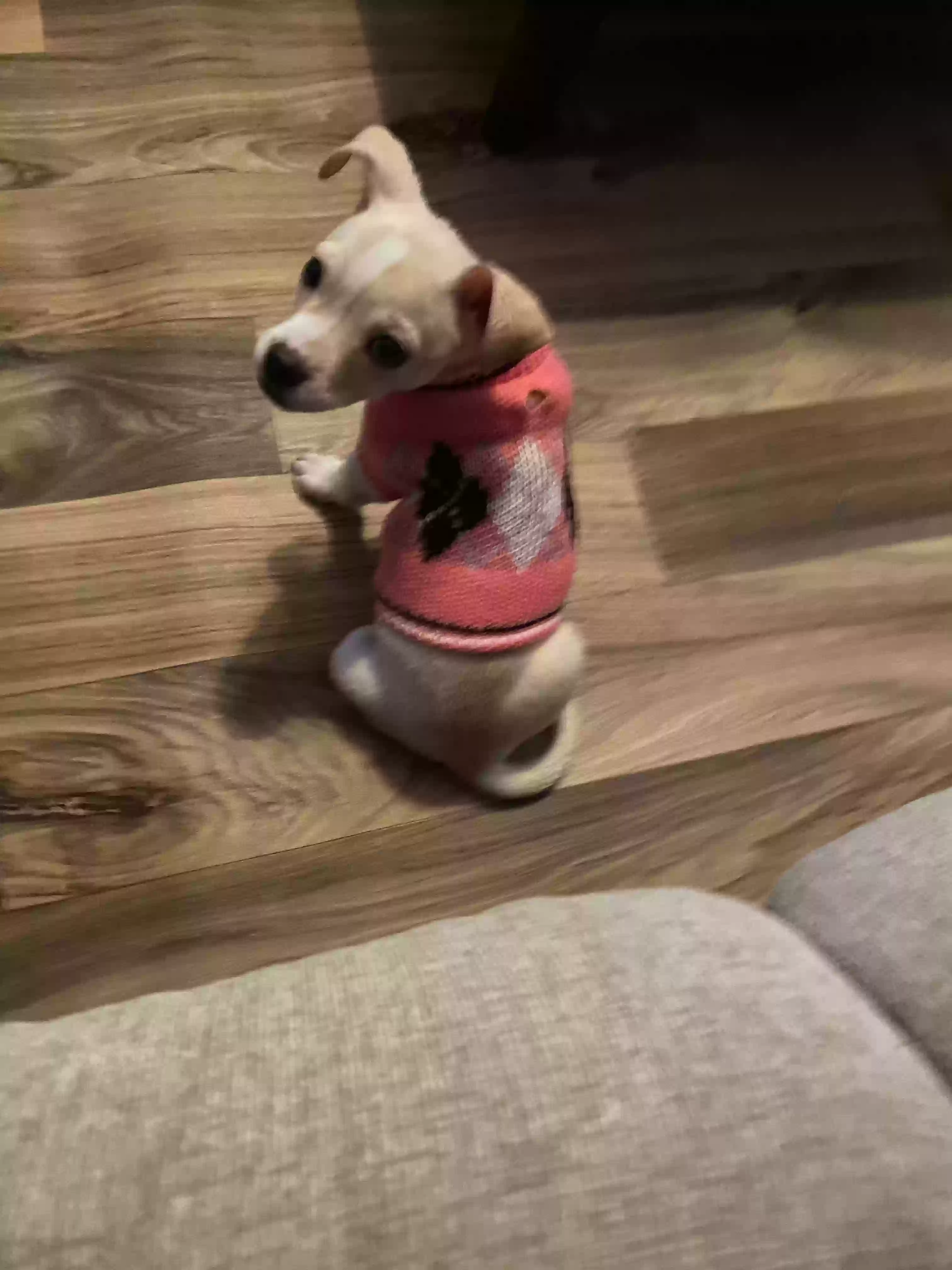 adoptable Dog in Hampton,GA named Bella
