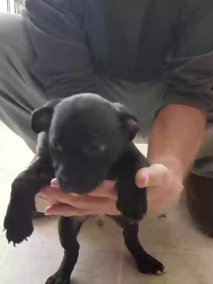 adoptable Dog in Tucson,AZ named Not named