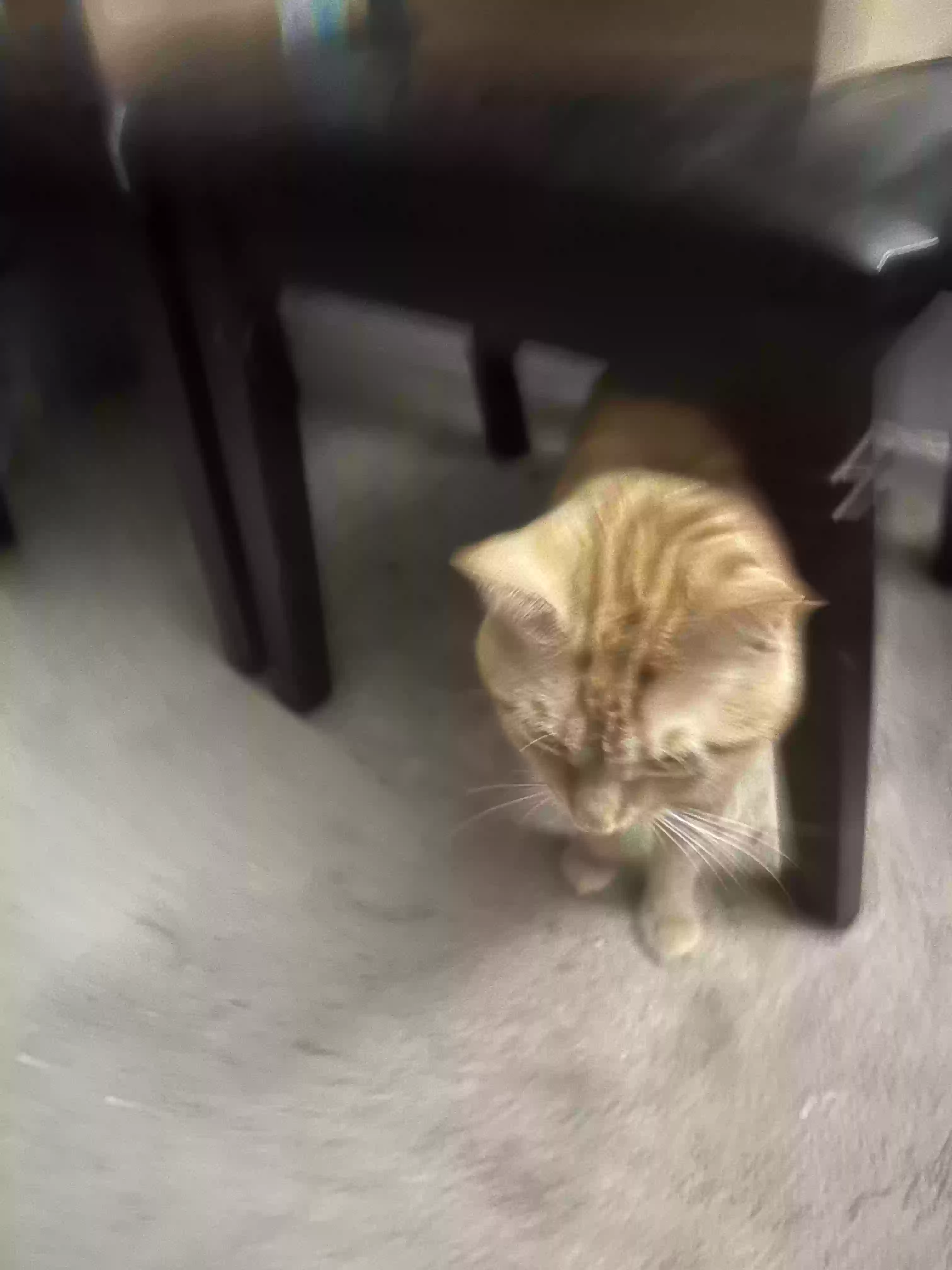 adoptable Cat in Bridgeport,CT named Storm