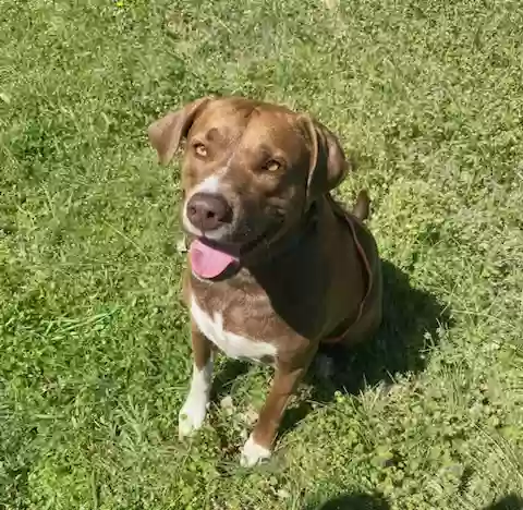 adoptable Dog in Camden,TN named Rex