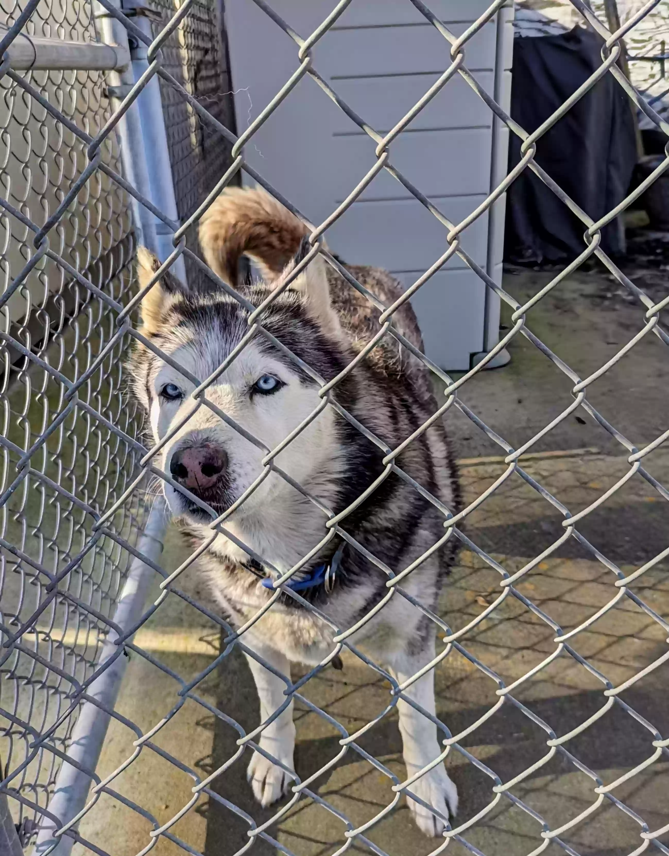 adoptable Dog in Oakdale,CA named Koda