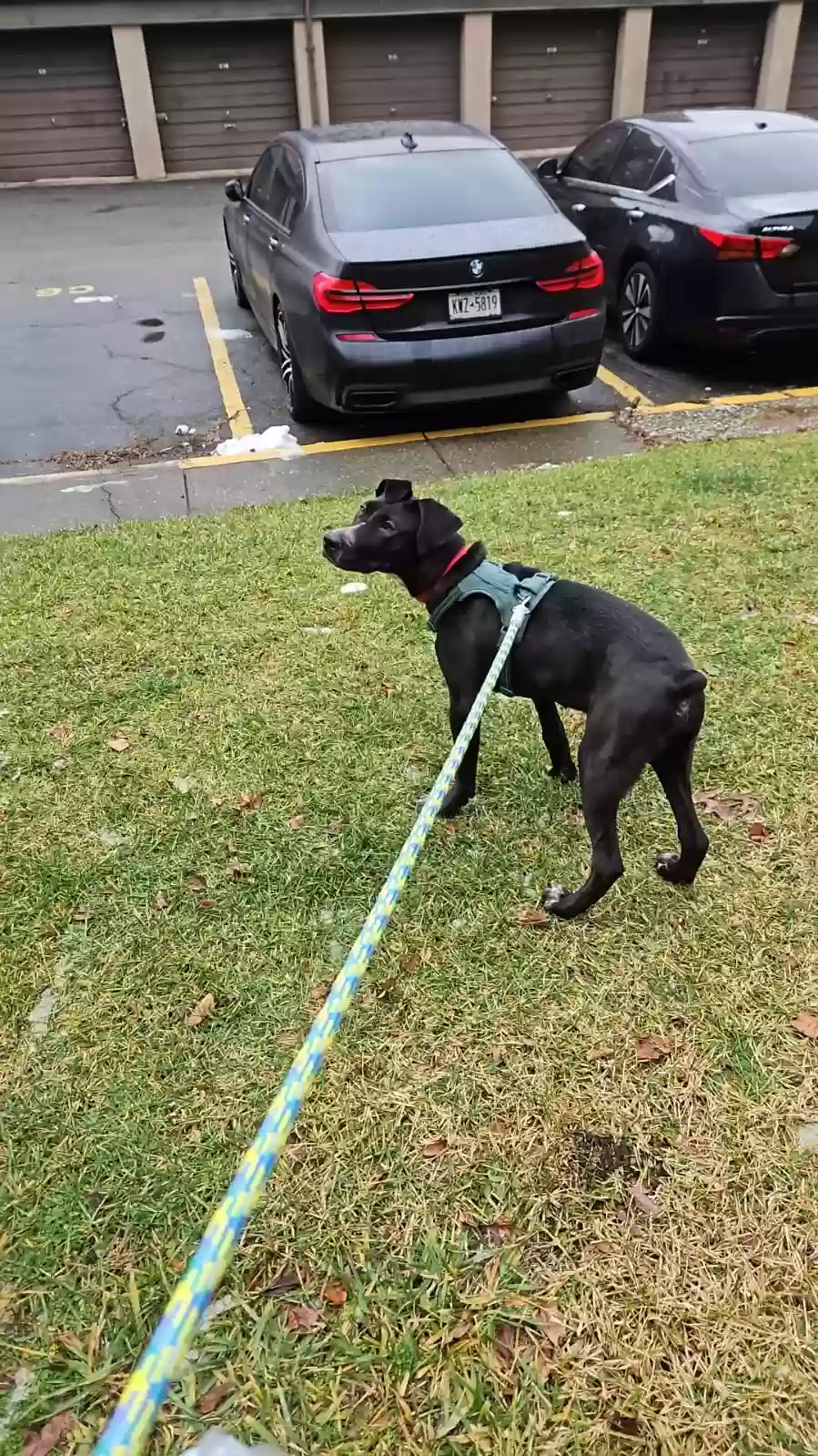 adoptable Dog in Hollis,NY named 