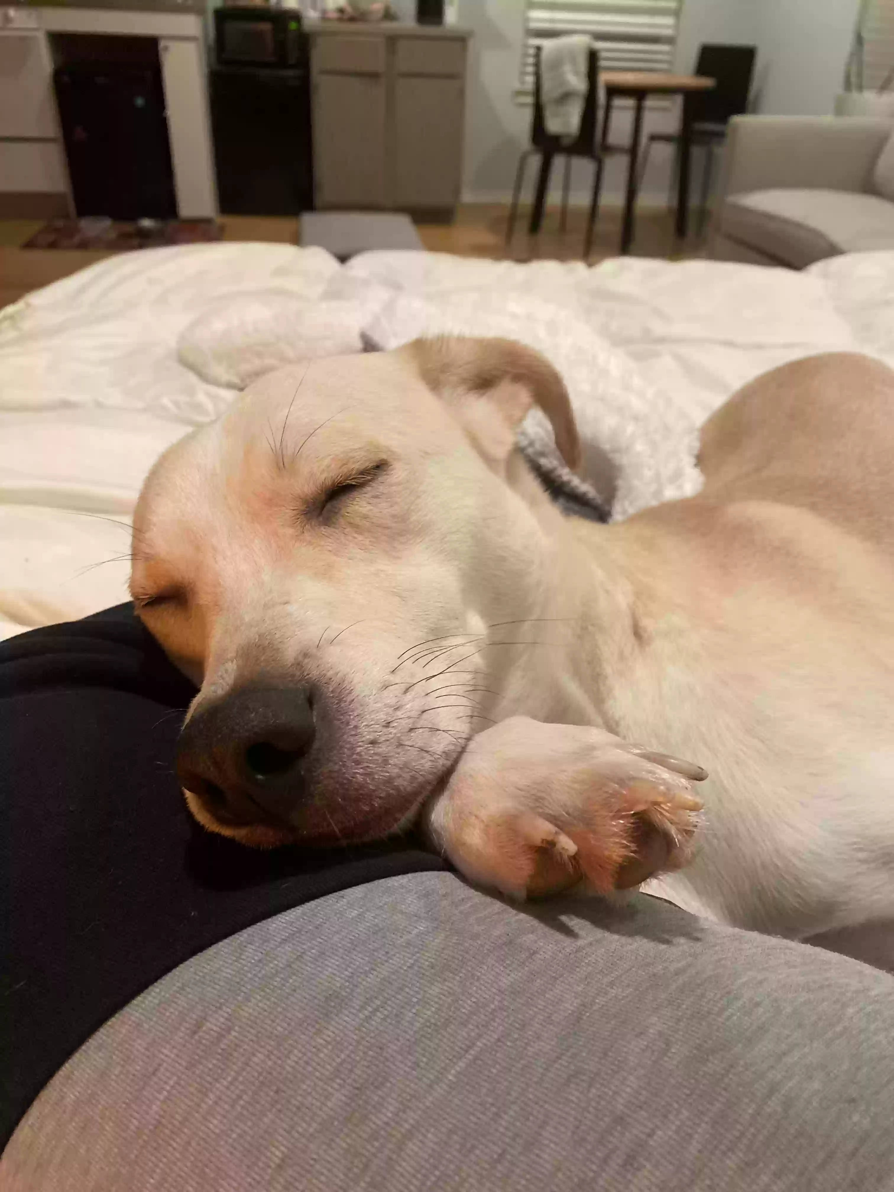 adoptable Dog in Dallas,TX named Poga