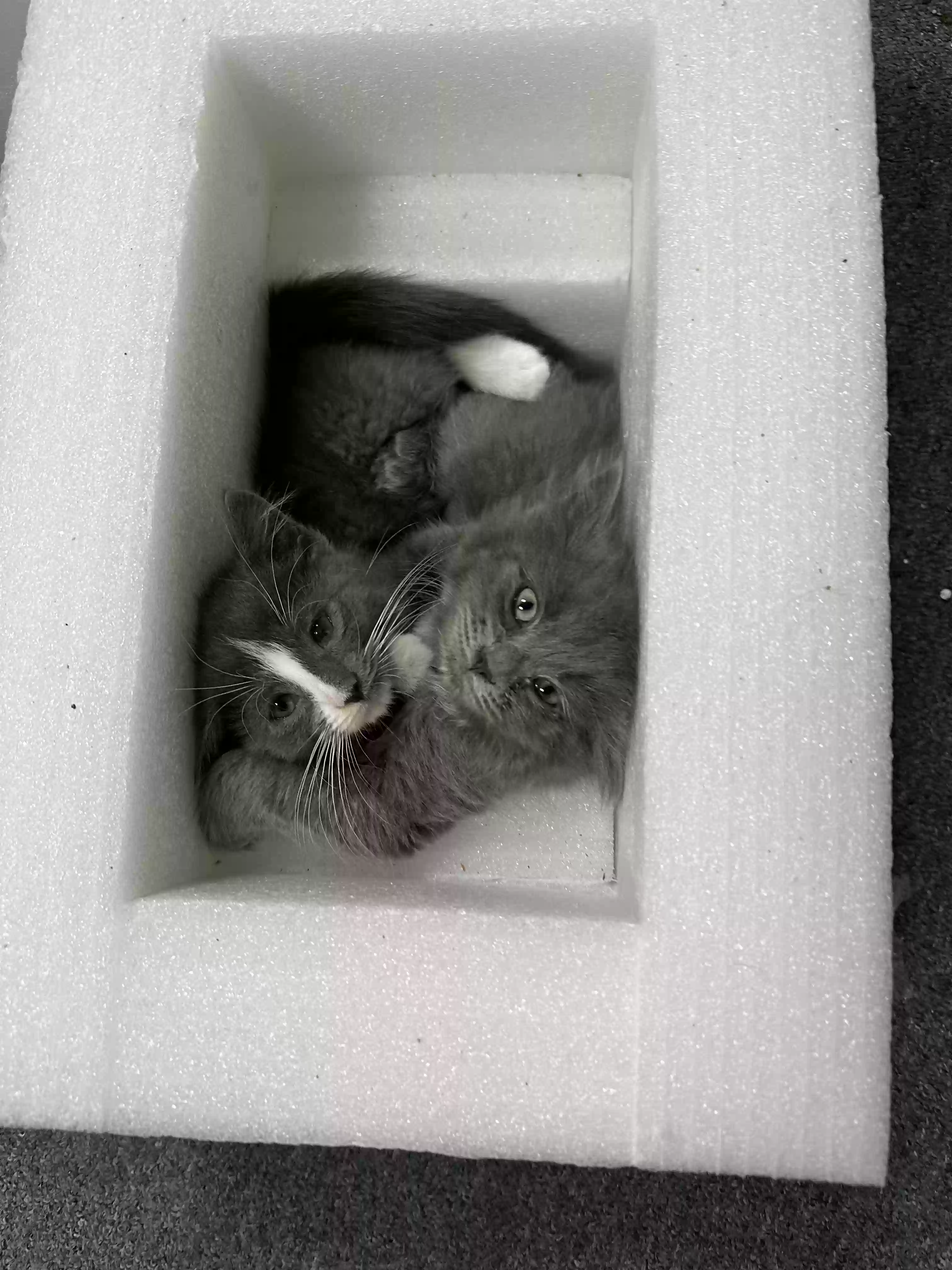 adoptable Cat in Middletown,OH named Litter of kittens