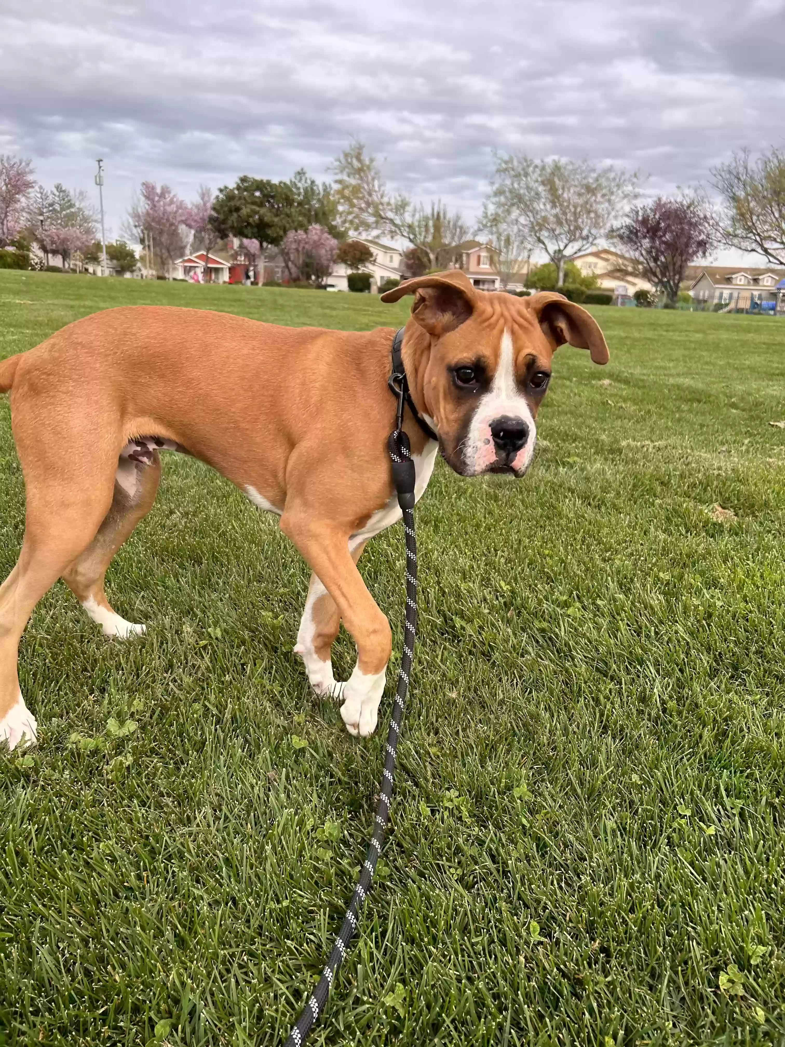 adoptable Dog in Pittsburg,CA named Maverick
