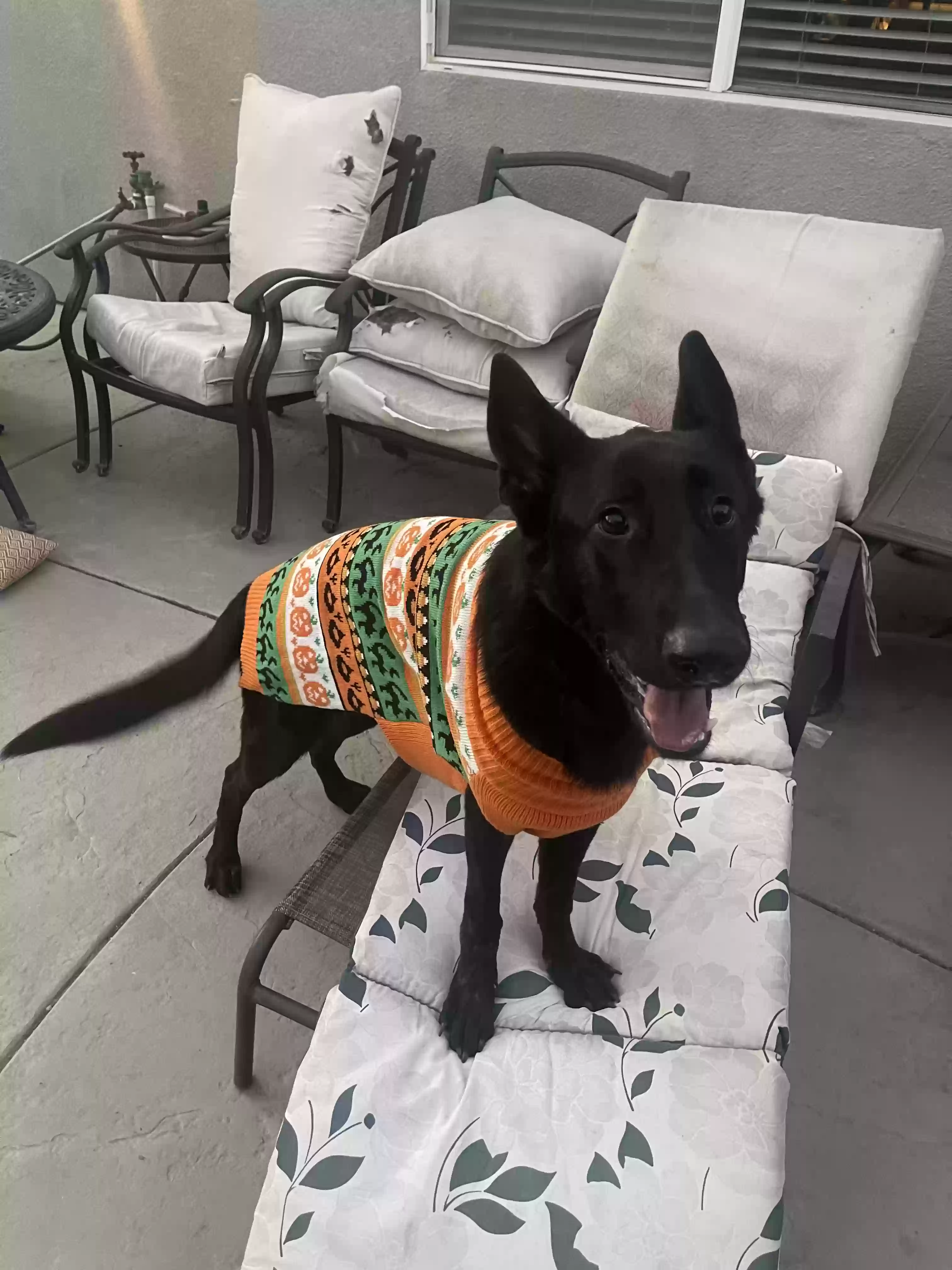 adoptable Dog in Corona,CA named Jolyne