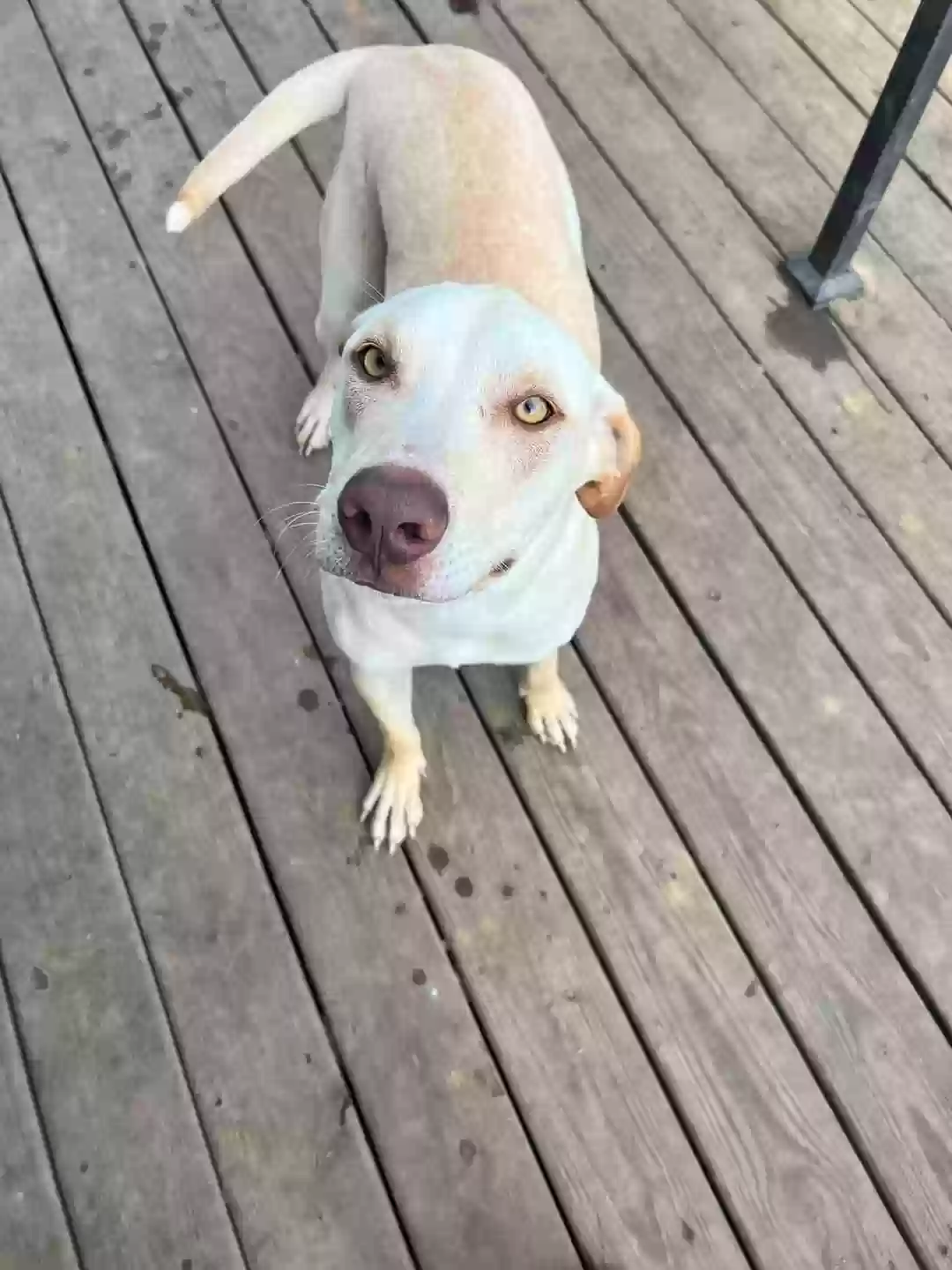 adoptable Dog in Murfreesboro,TN named Penny