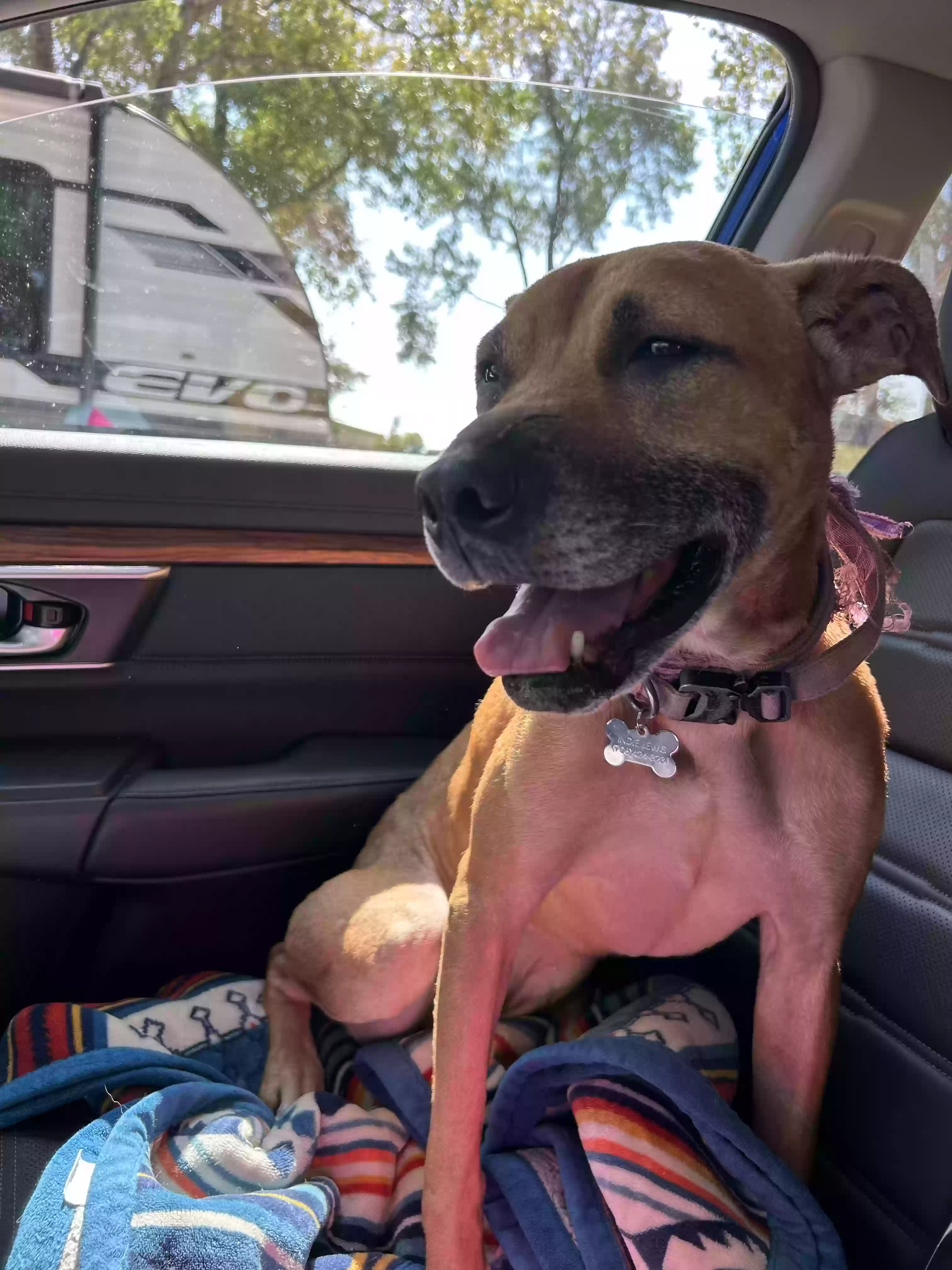 adoptable Dog in Dalton,GA named Indie