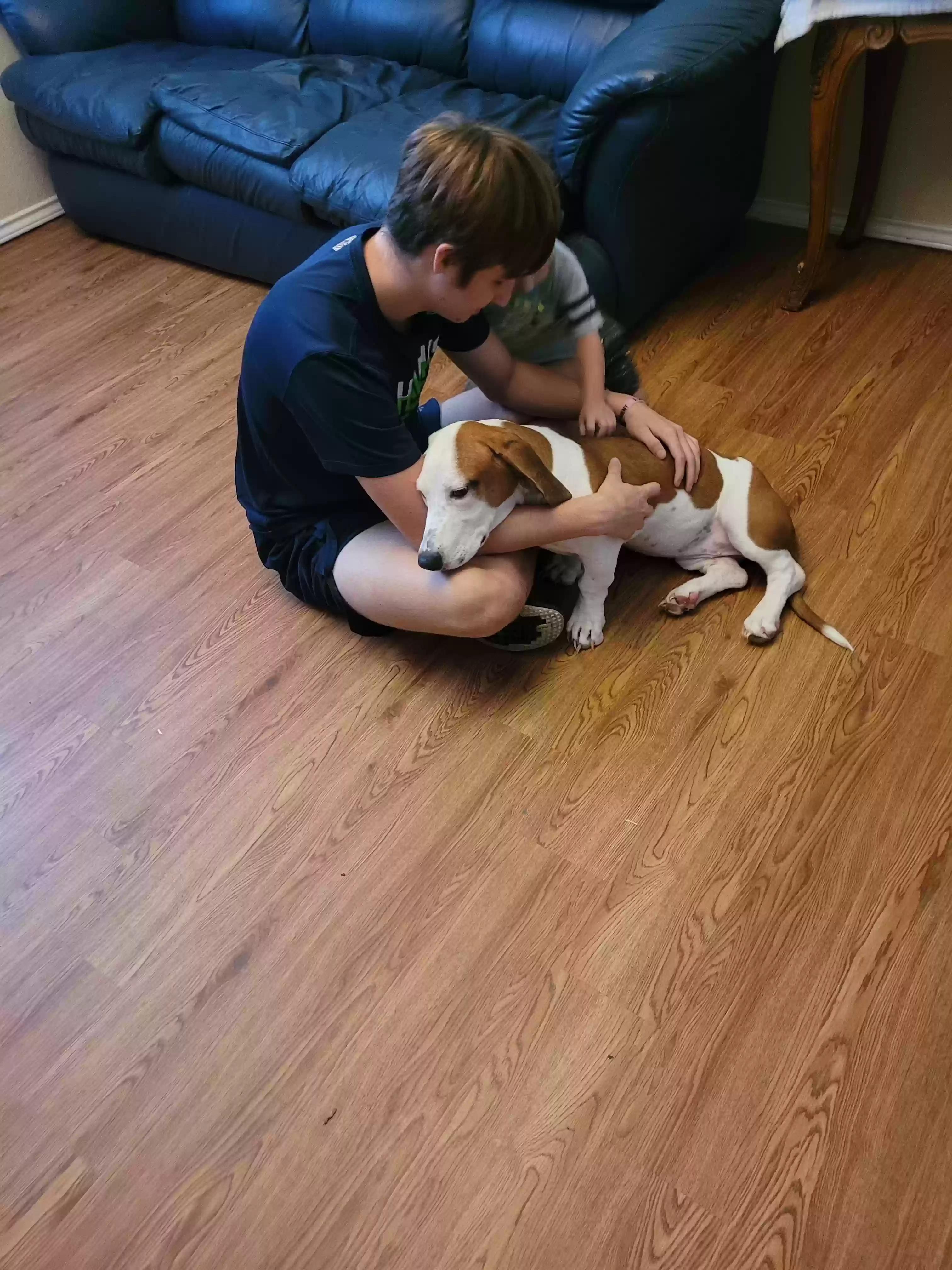adoptable Dog in Cibolo,TX named Shelby