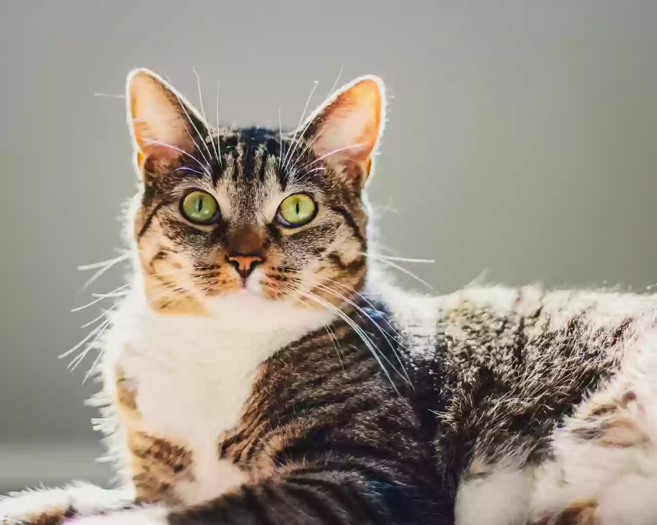 adoptable Cat in Alpharetta,GA named Trilla