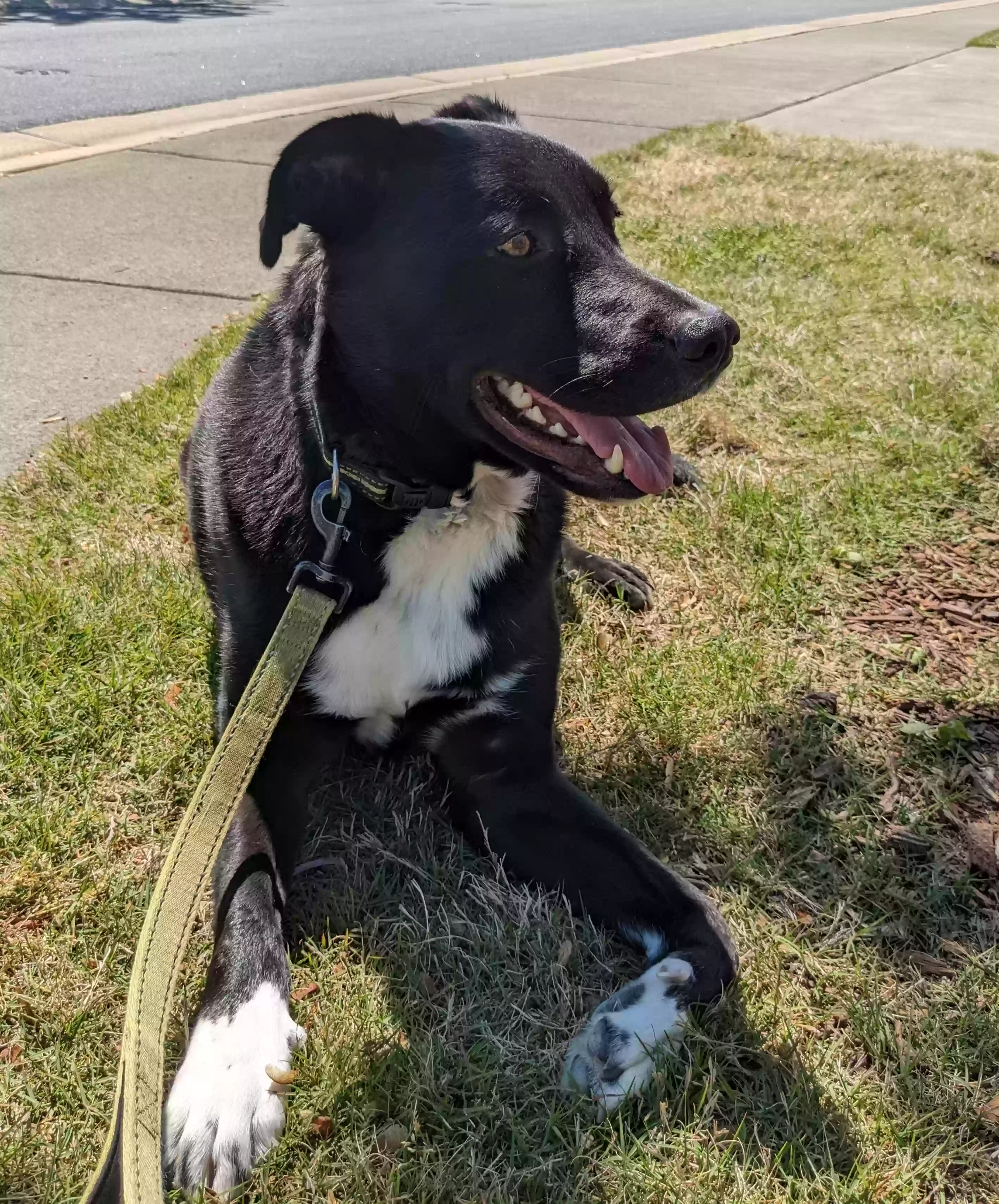 adoptable Dog in Raleigh,NC named Kermit