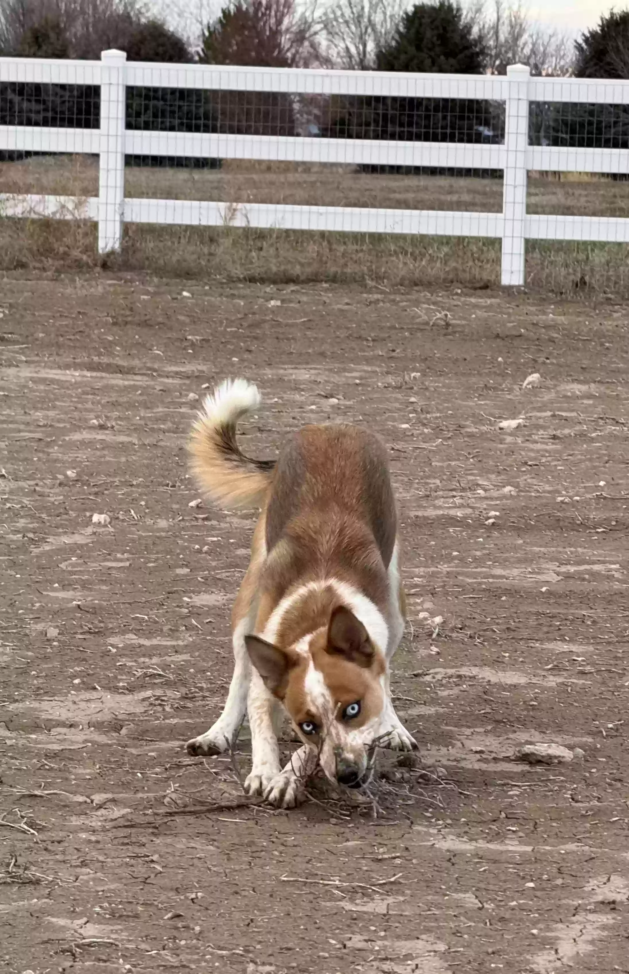 adoptable Dog in Twin Falls,ID named Luna