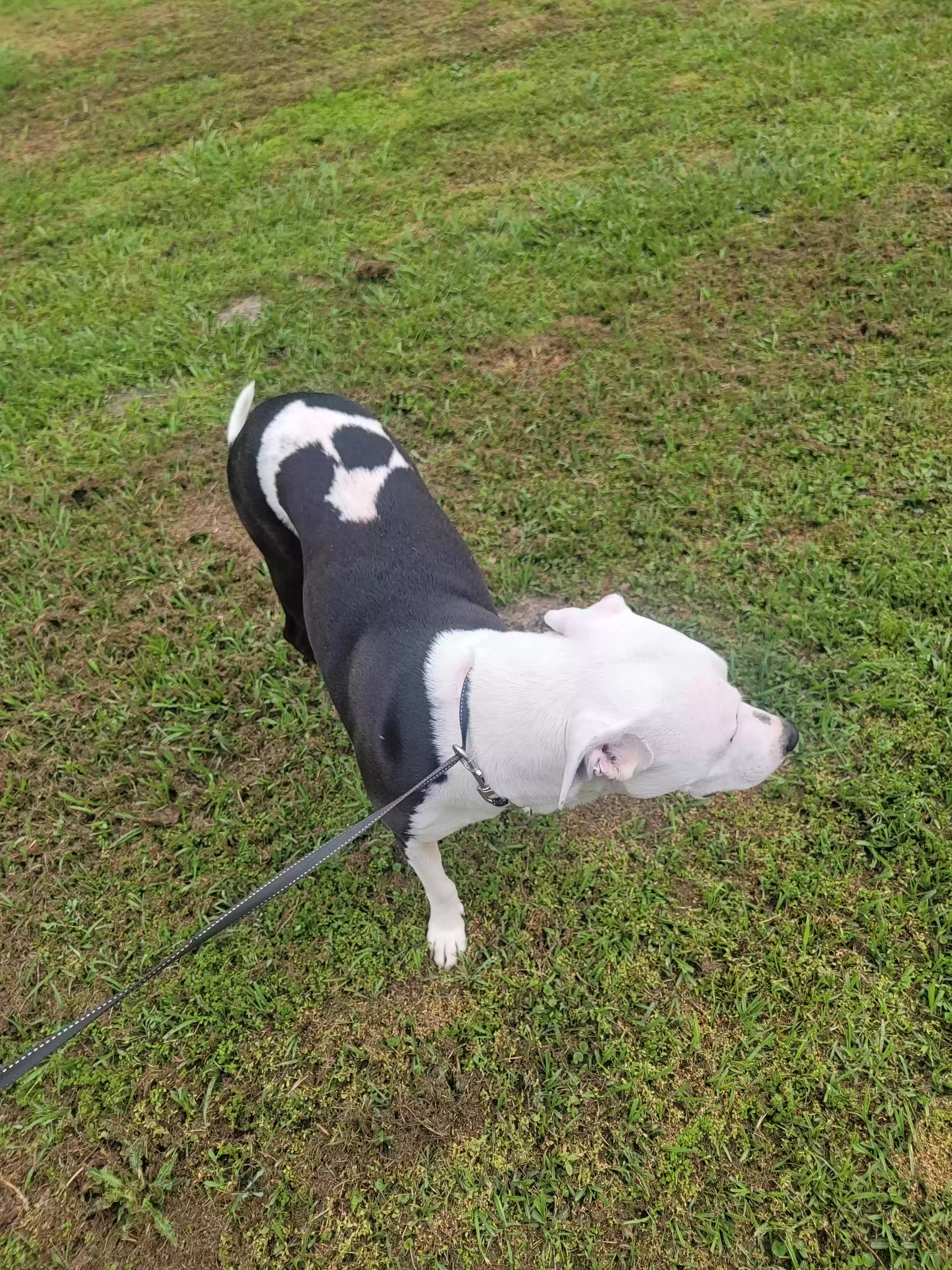 adoptable Dog in Crosby,TX named Bruno