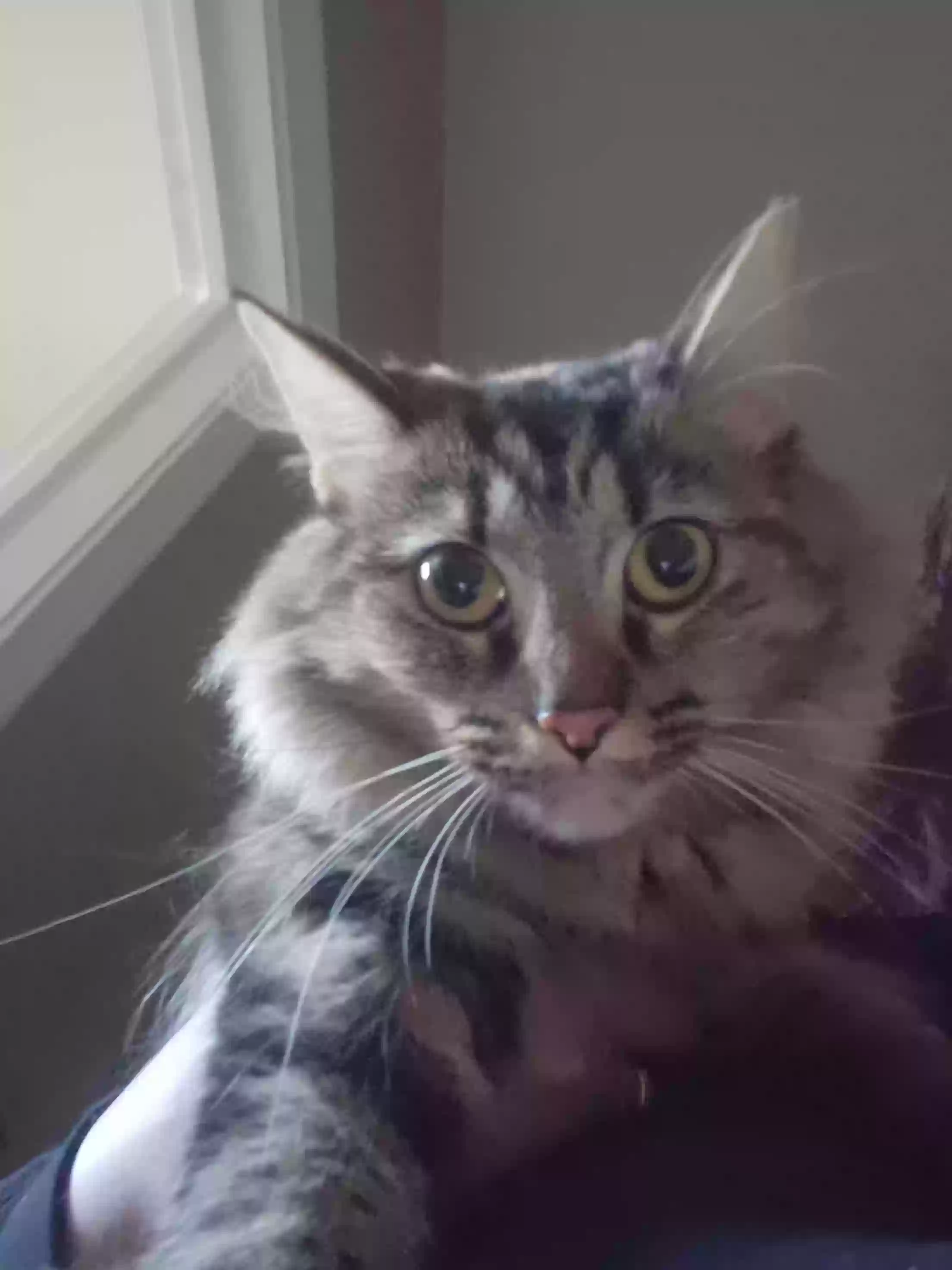 adoptable Cat in Pontiac,MI named Mumba