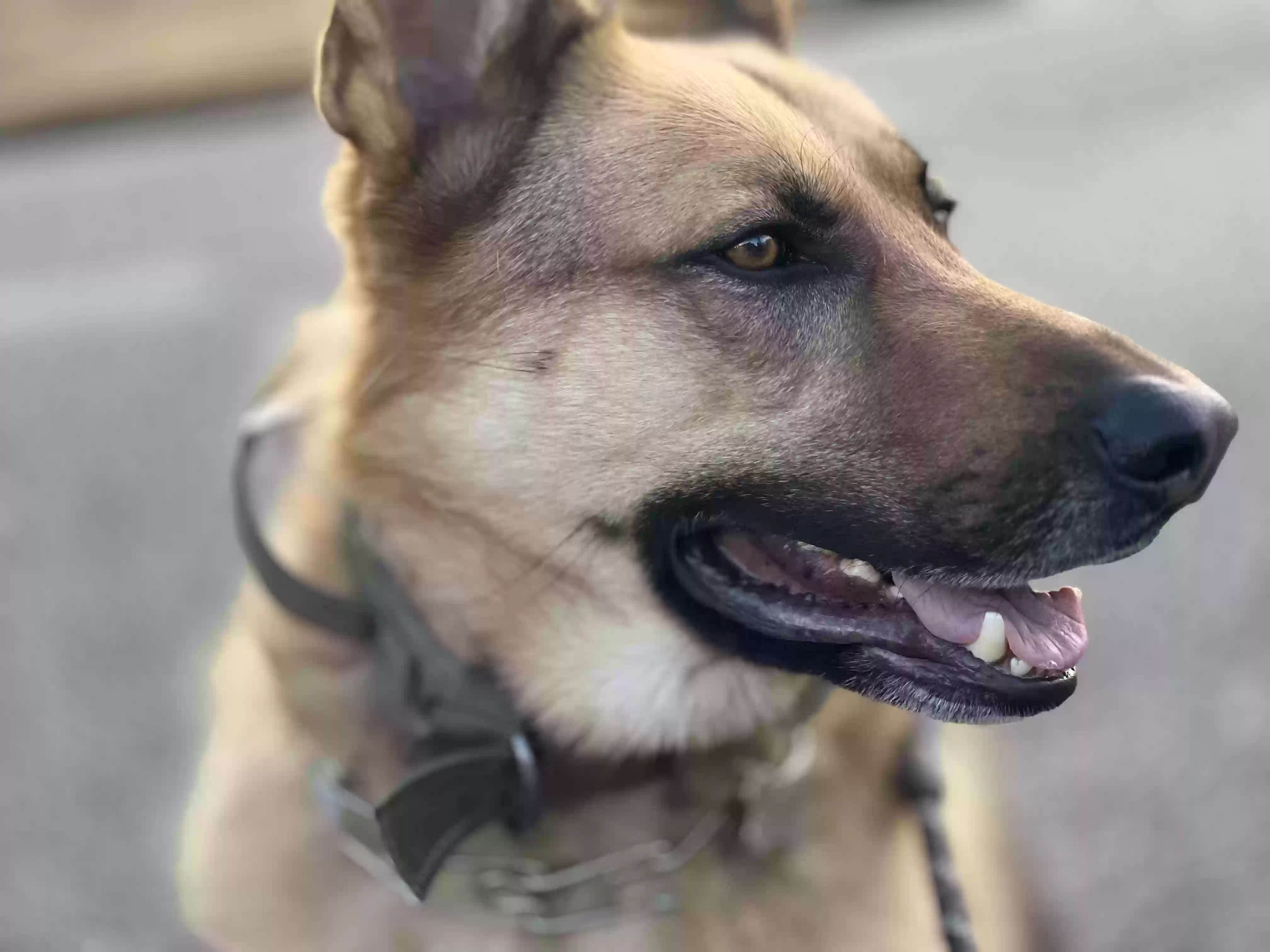 adoptable Dog in Riverdale,GA named Sarge